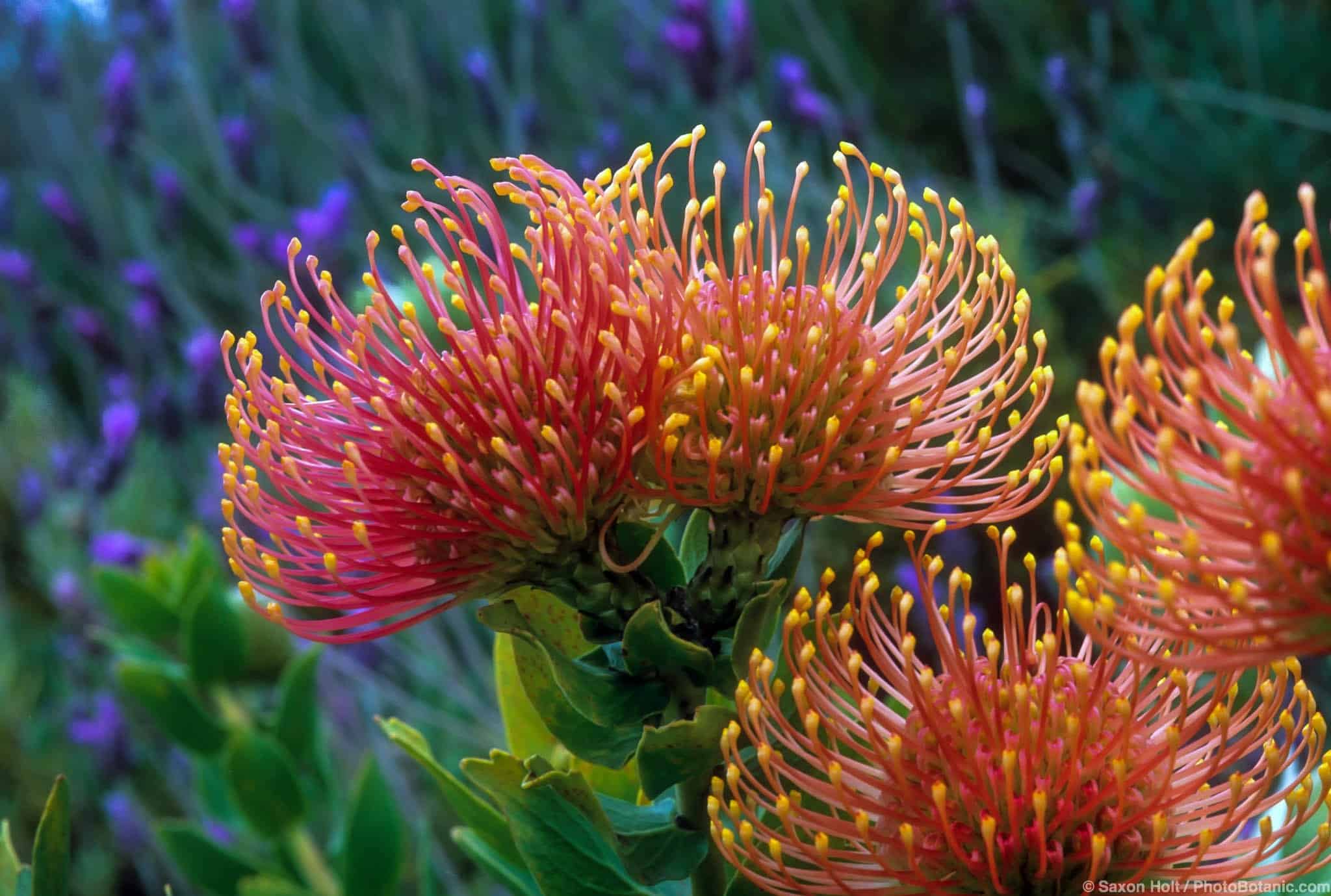 Leucospermum cordifolium