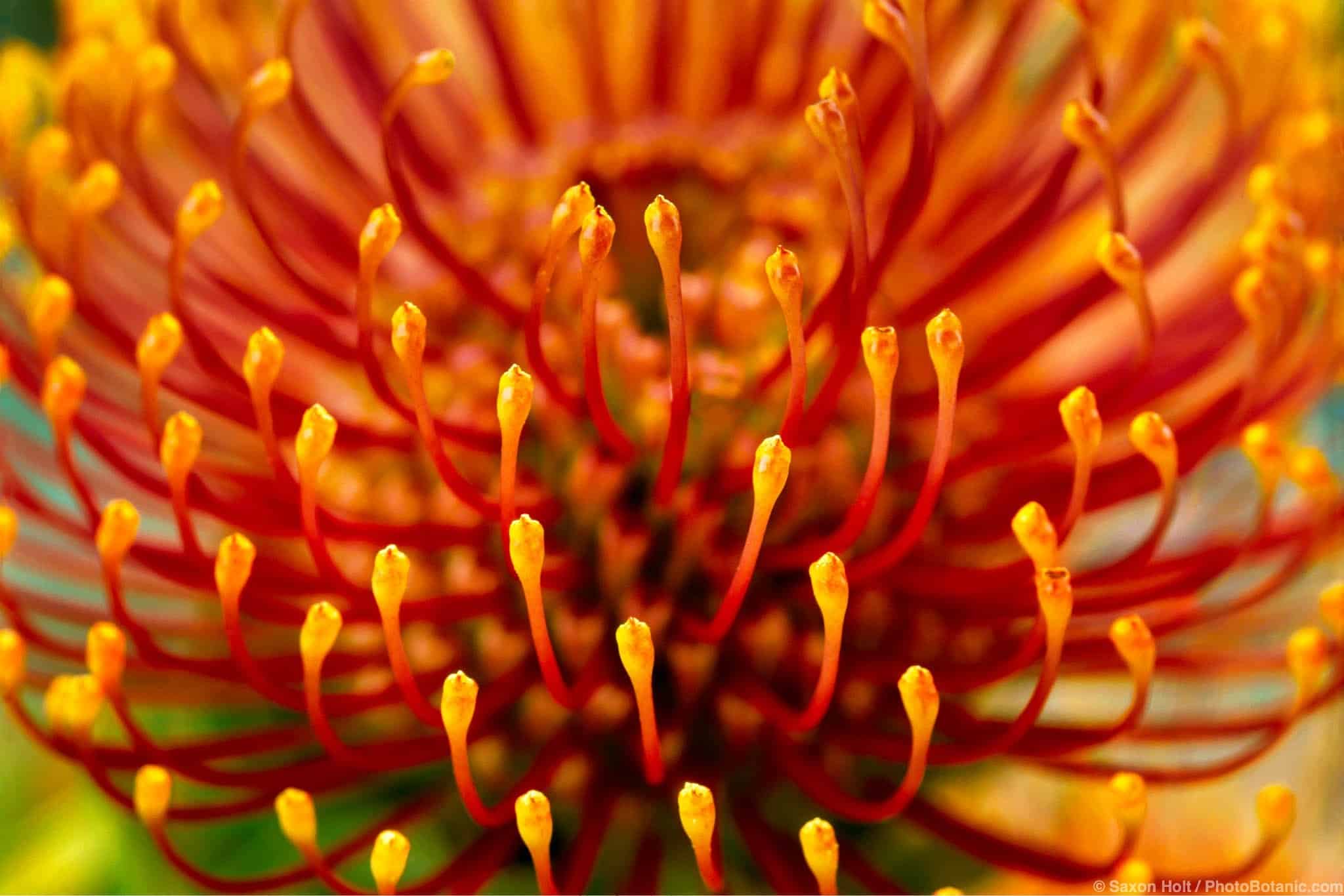 Leucospermum cordifolium