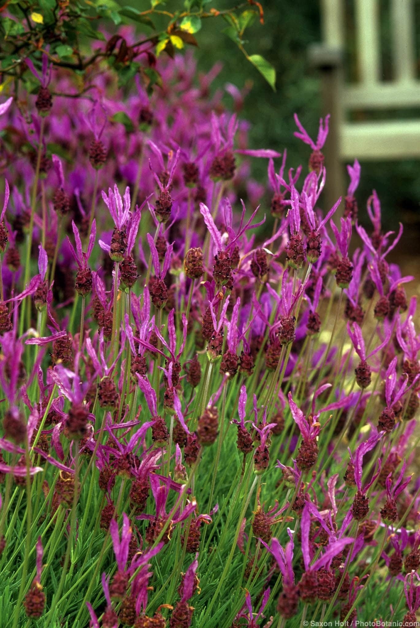 Lavandula stoechas