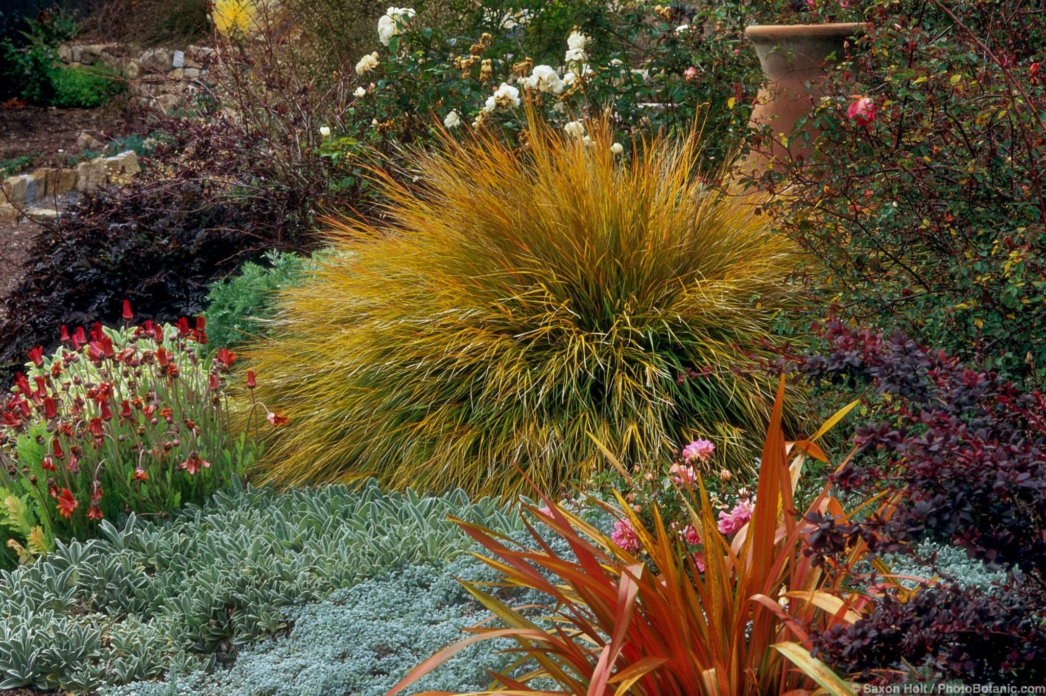 Stipa arundinacea