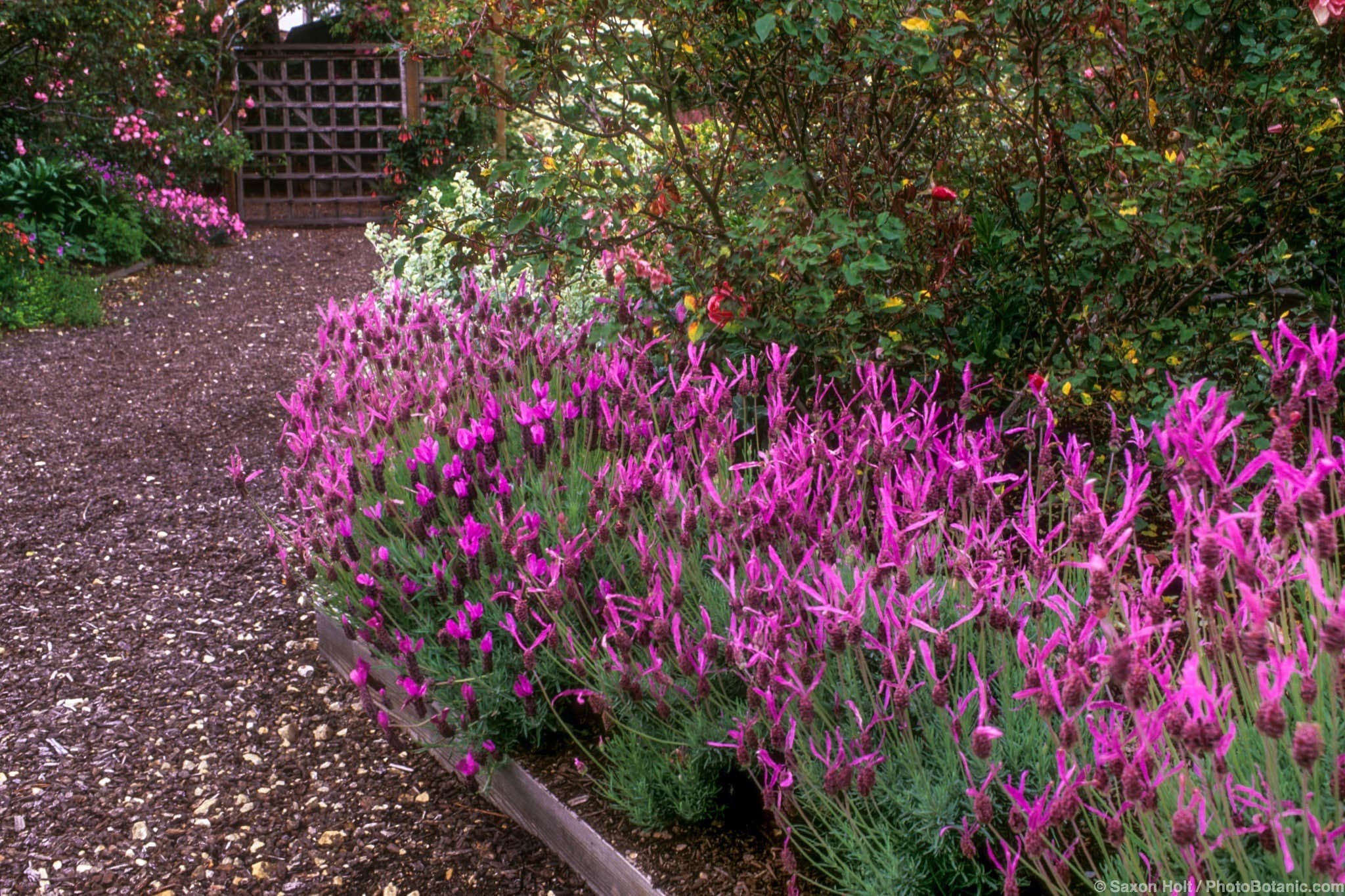 Lavandula stoechas