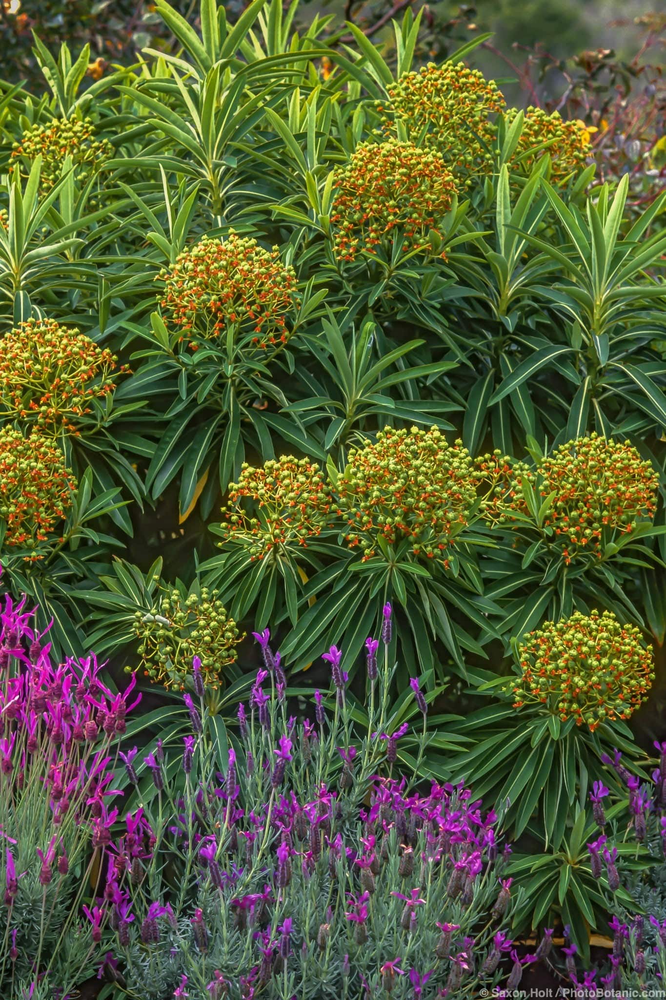 Euphorbia mellifera