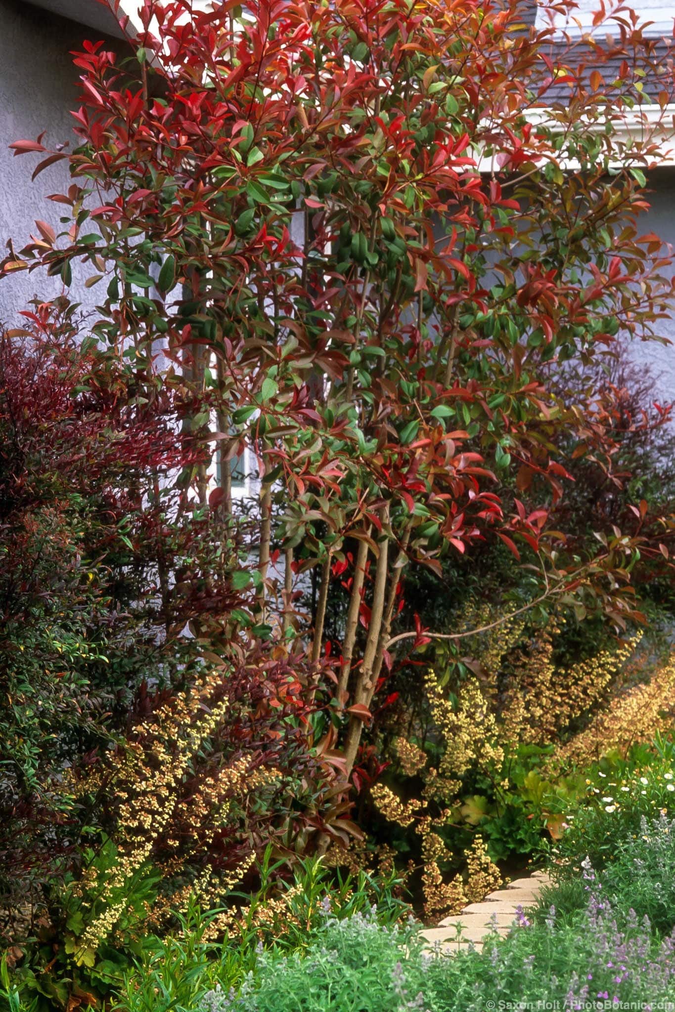 Photinia fraseri