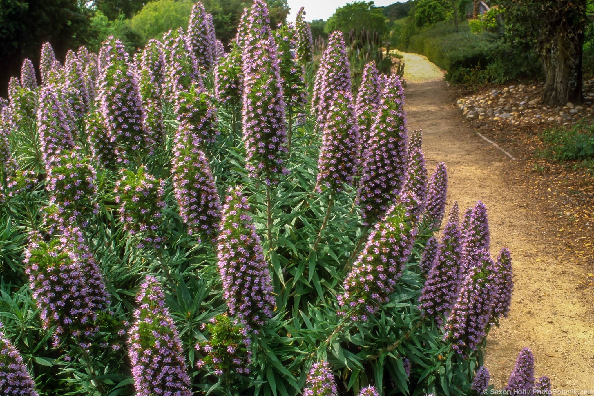 Echium candicans