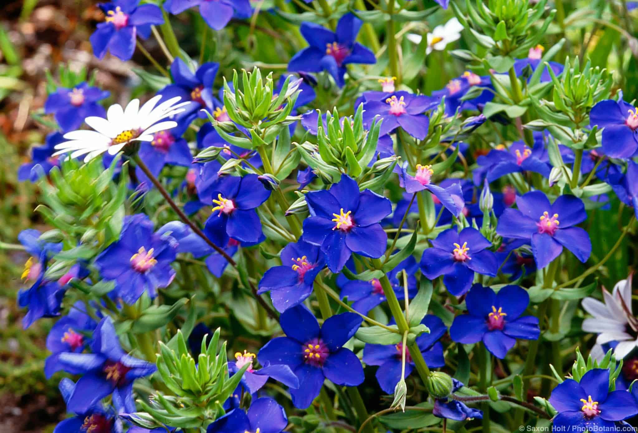 Anagallis monelii