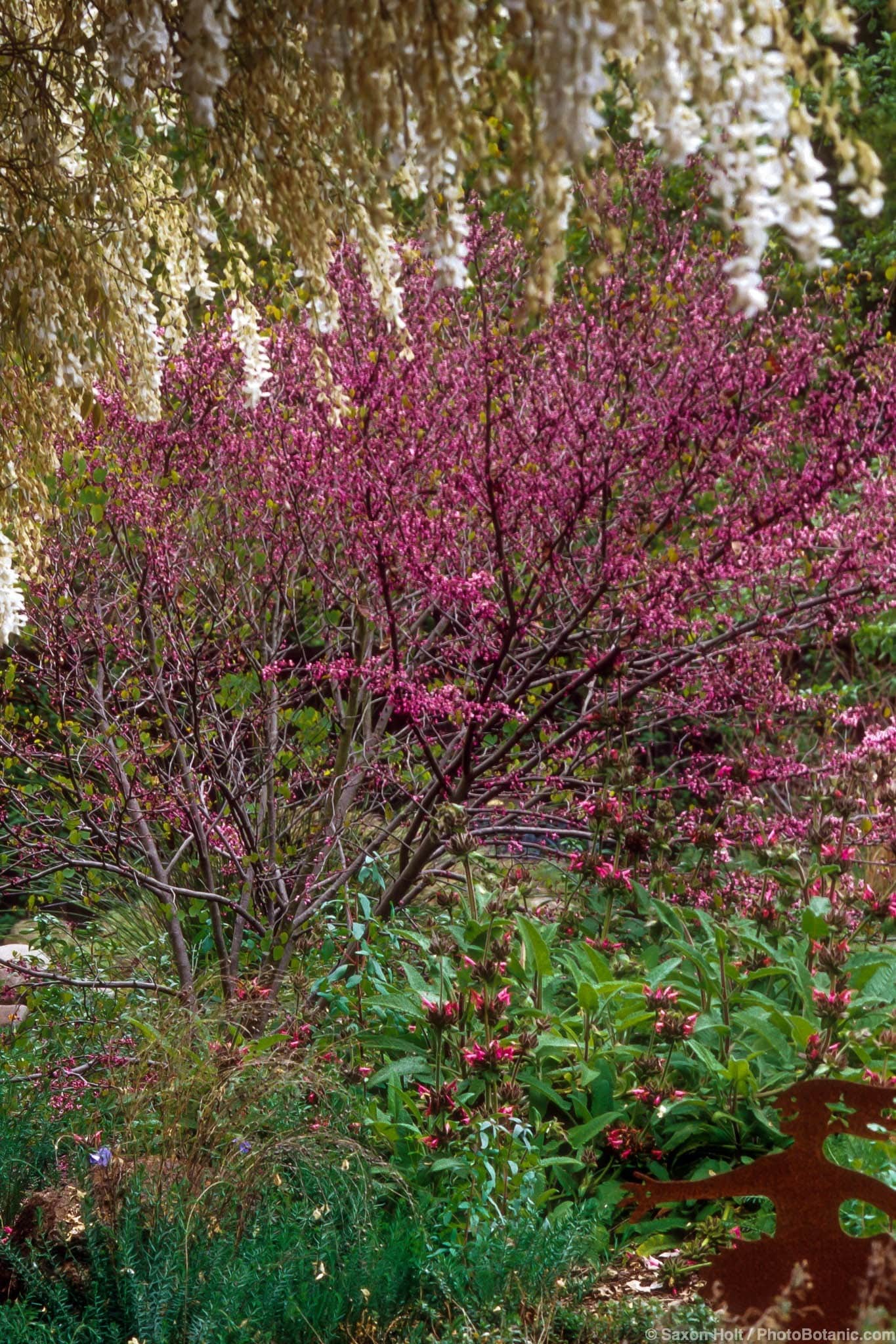 Cercis occidentalis