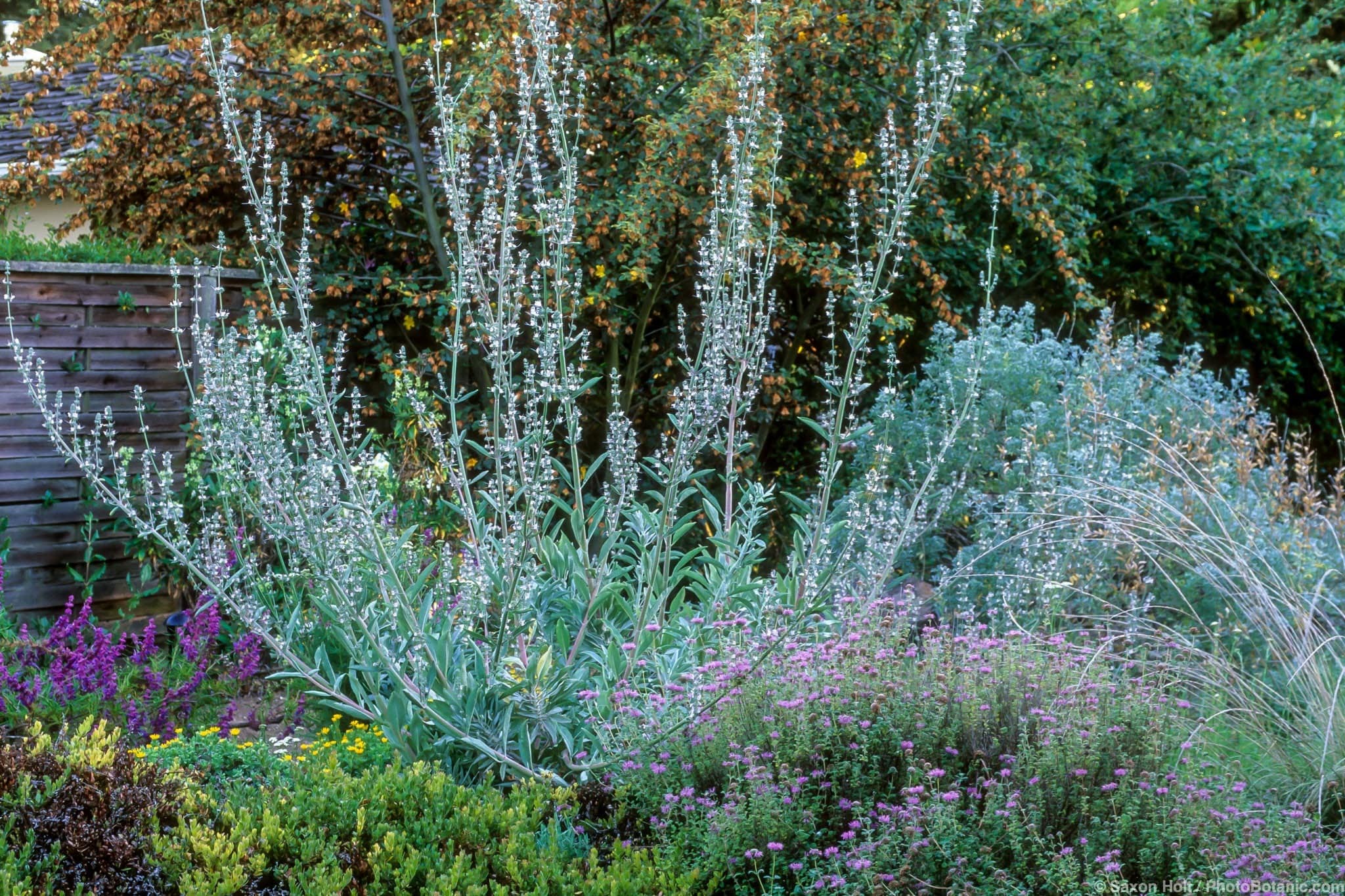 Salvia apiana