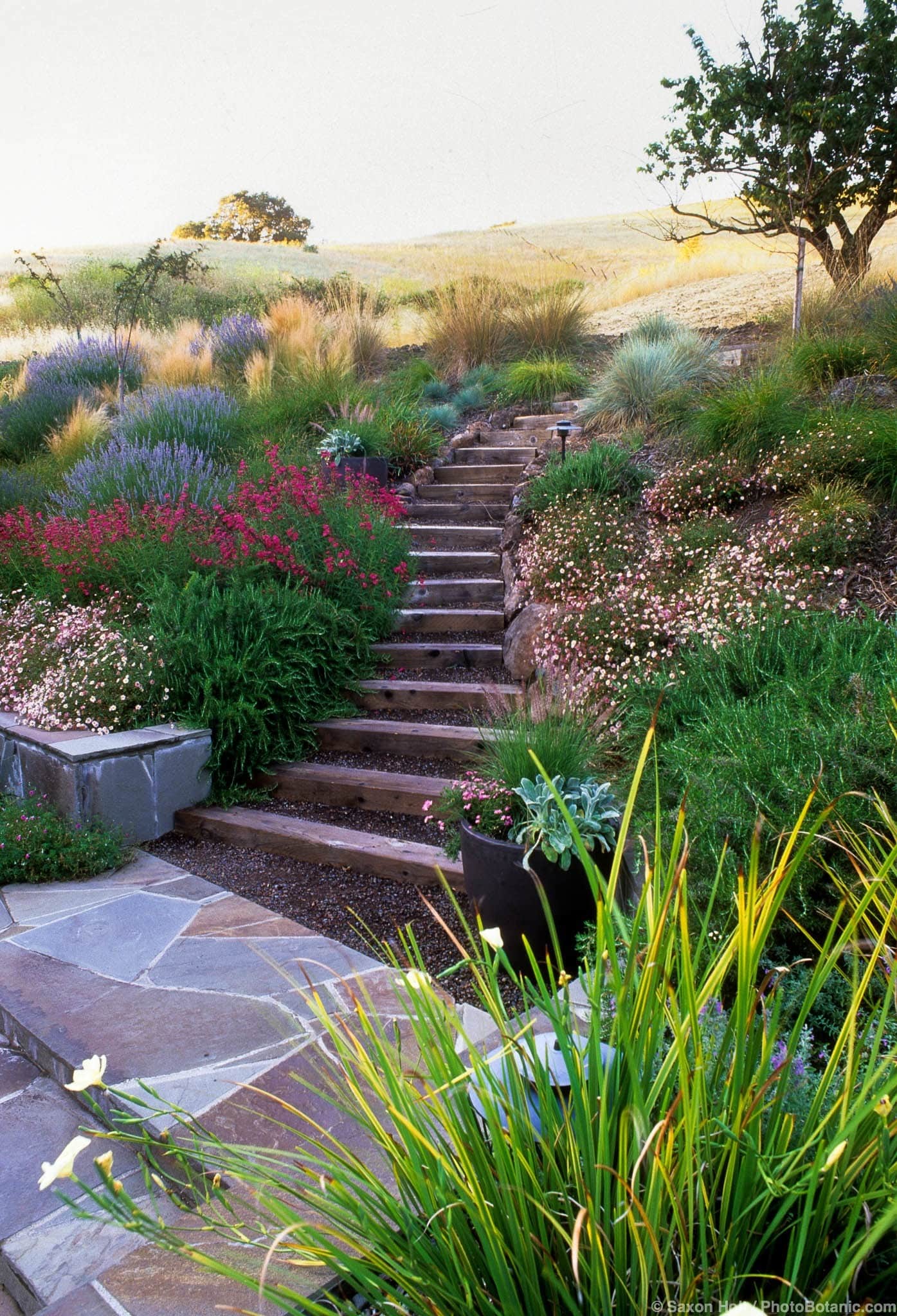 Backyard garden