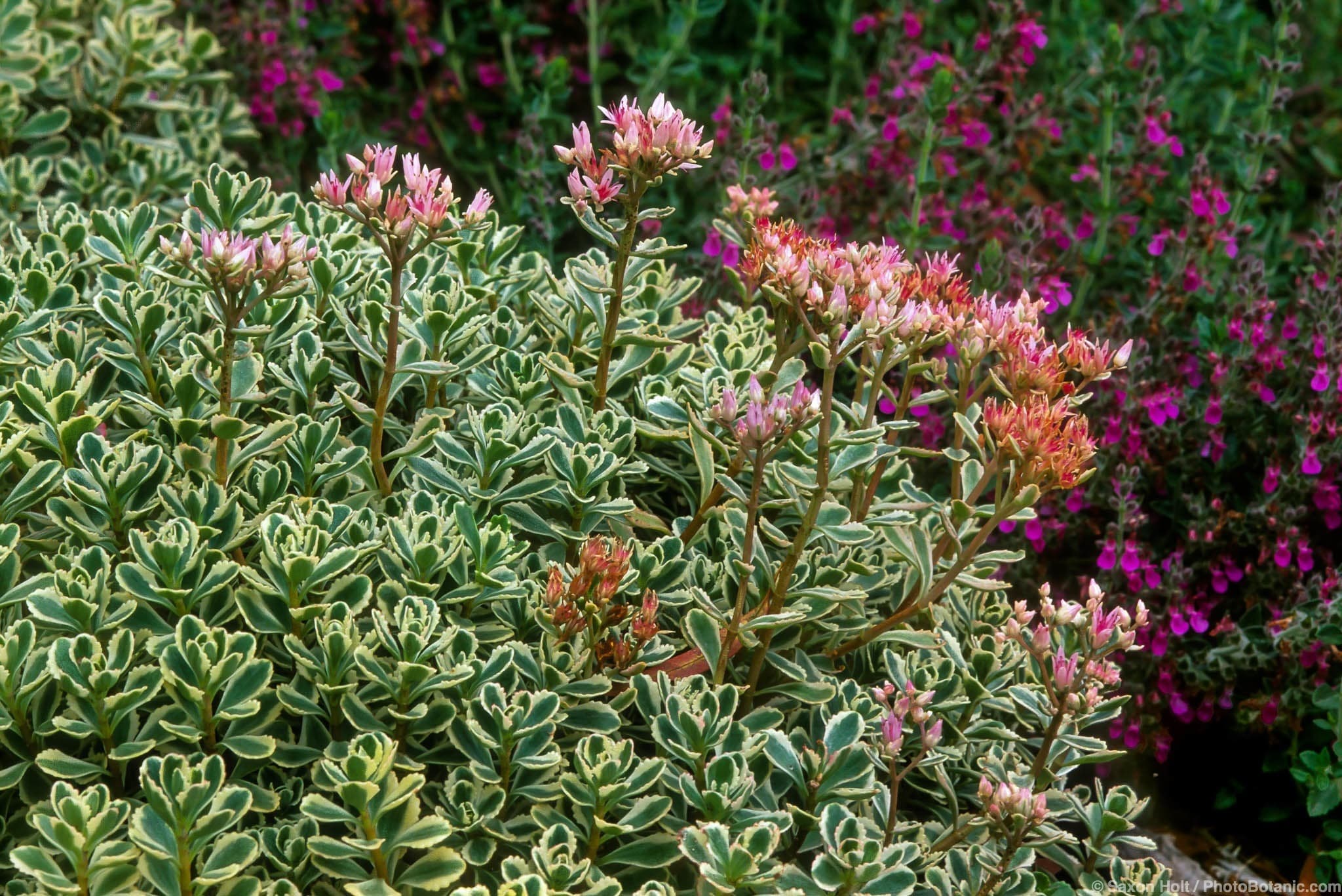 Sedum spurium