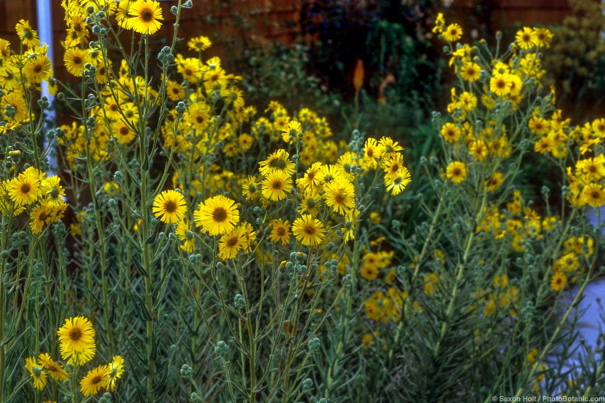 Madia elegans