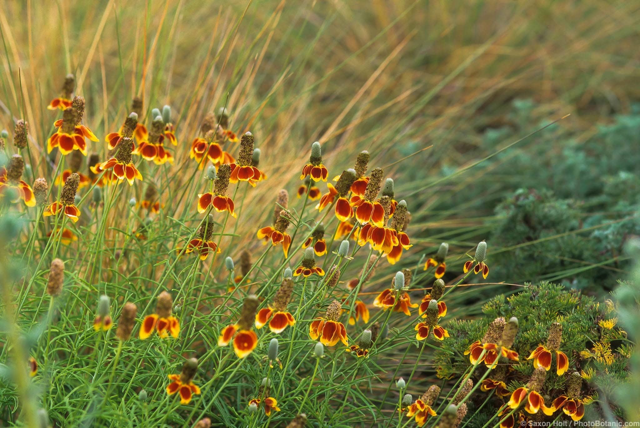 Ratibida columnifera