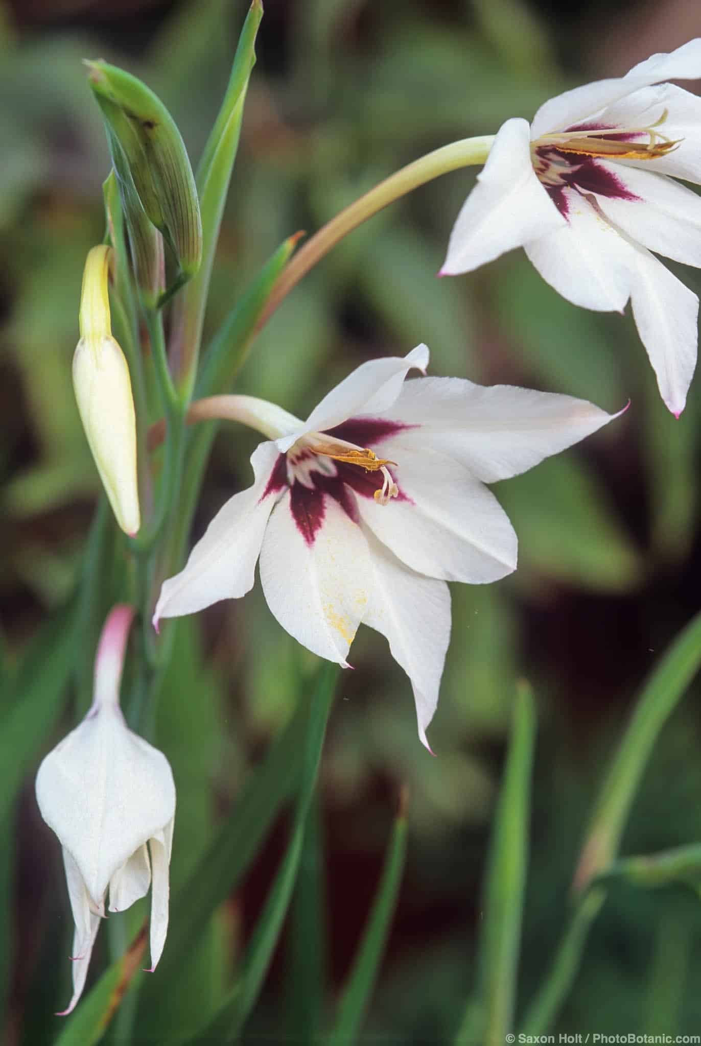 Gladiolus callianthus