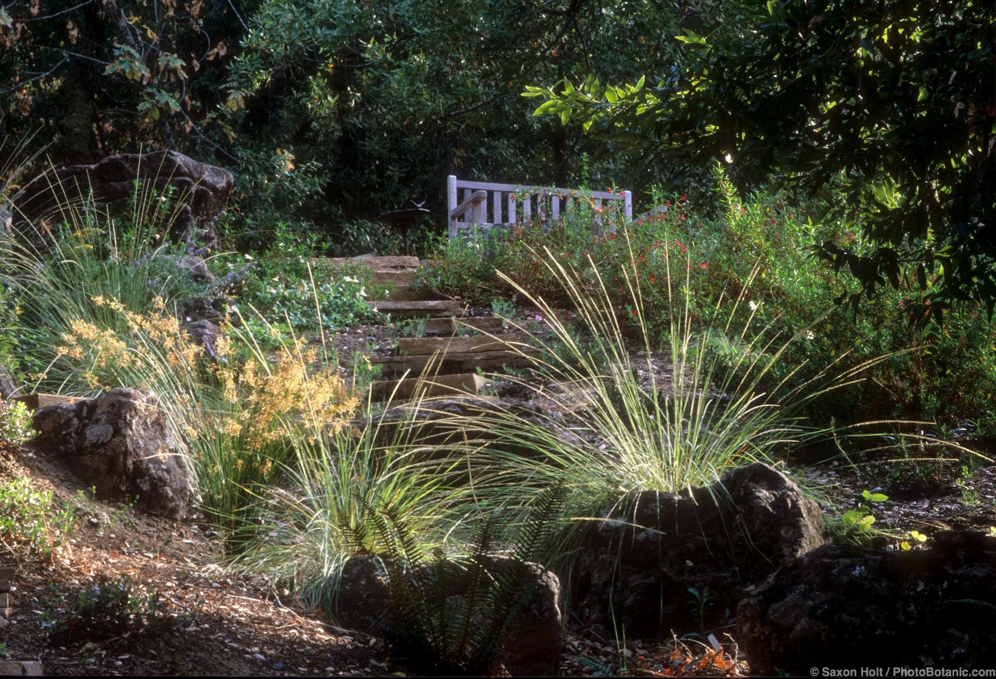 Muhlenbergia dubia