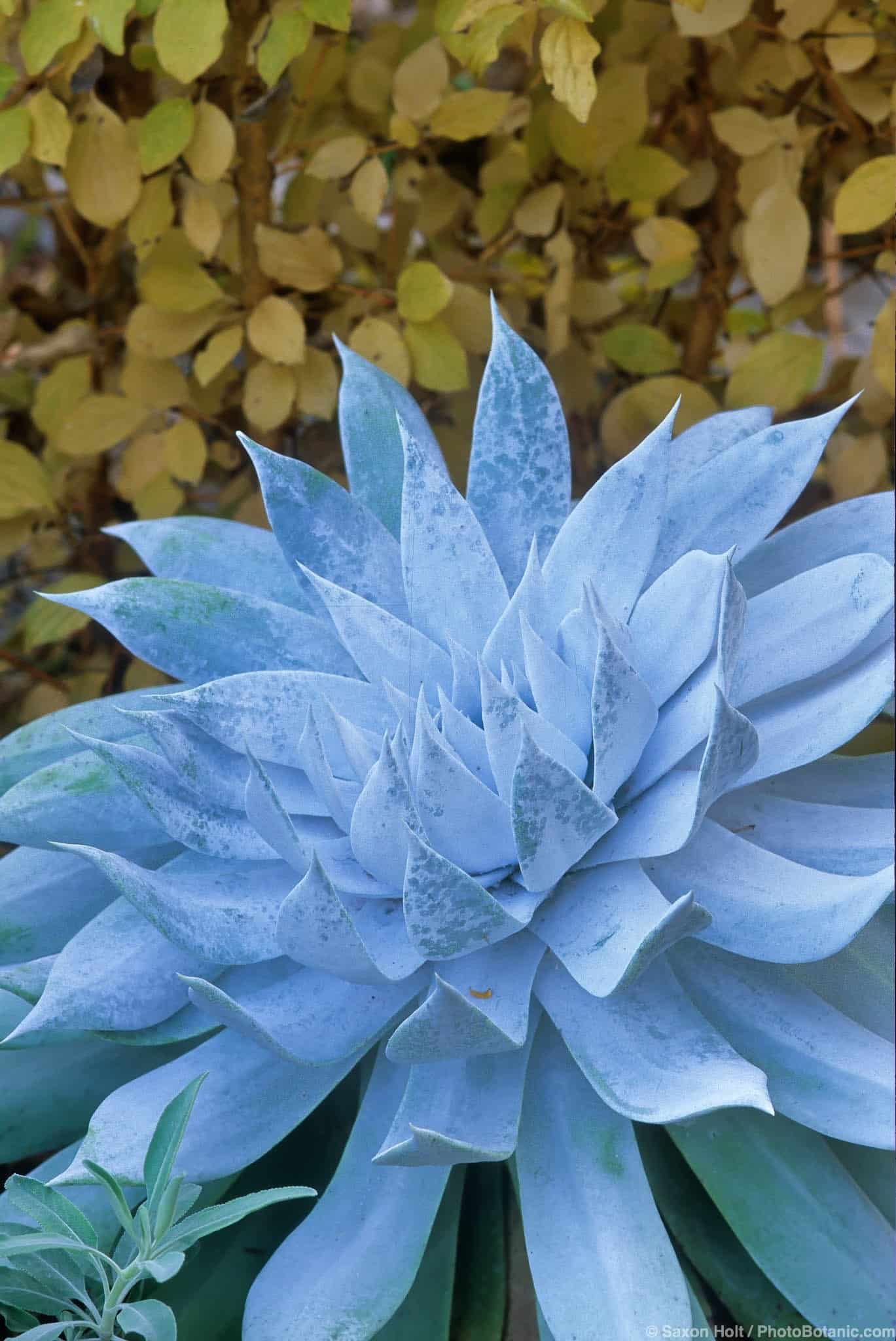 Dudleya brittonii