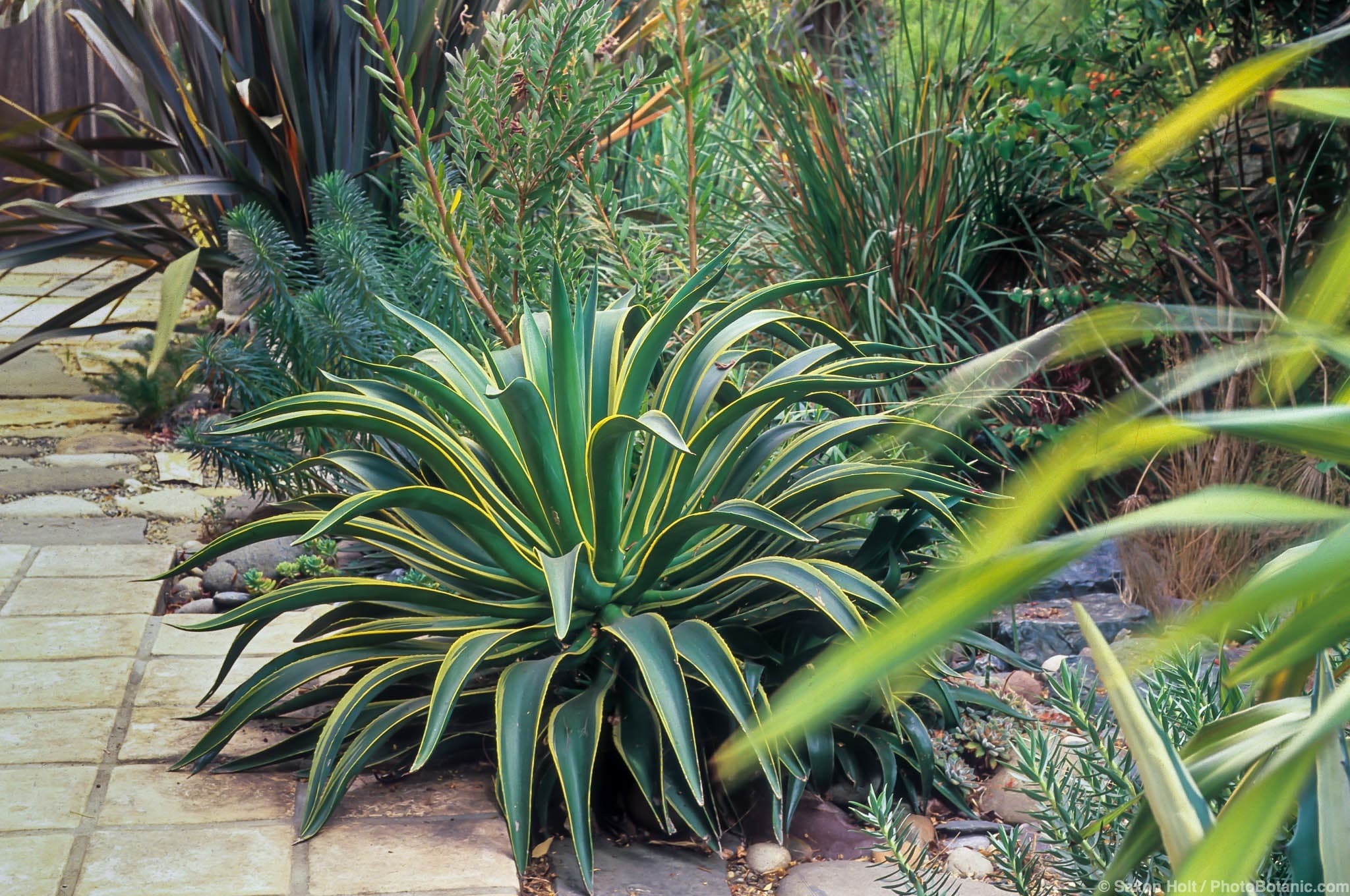 Agave desmetiana