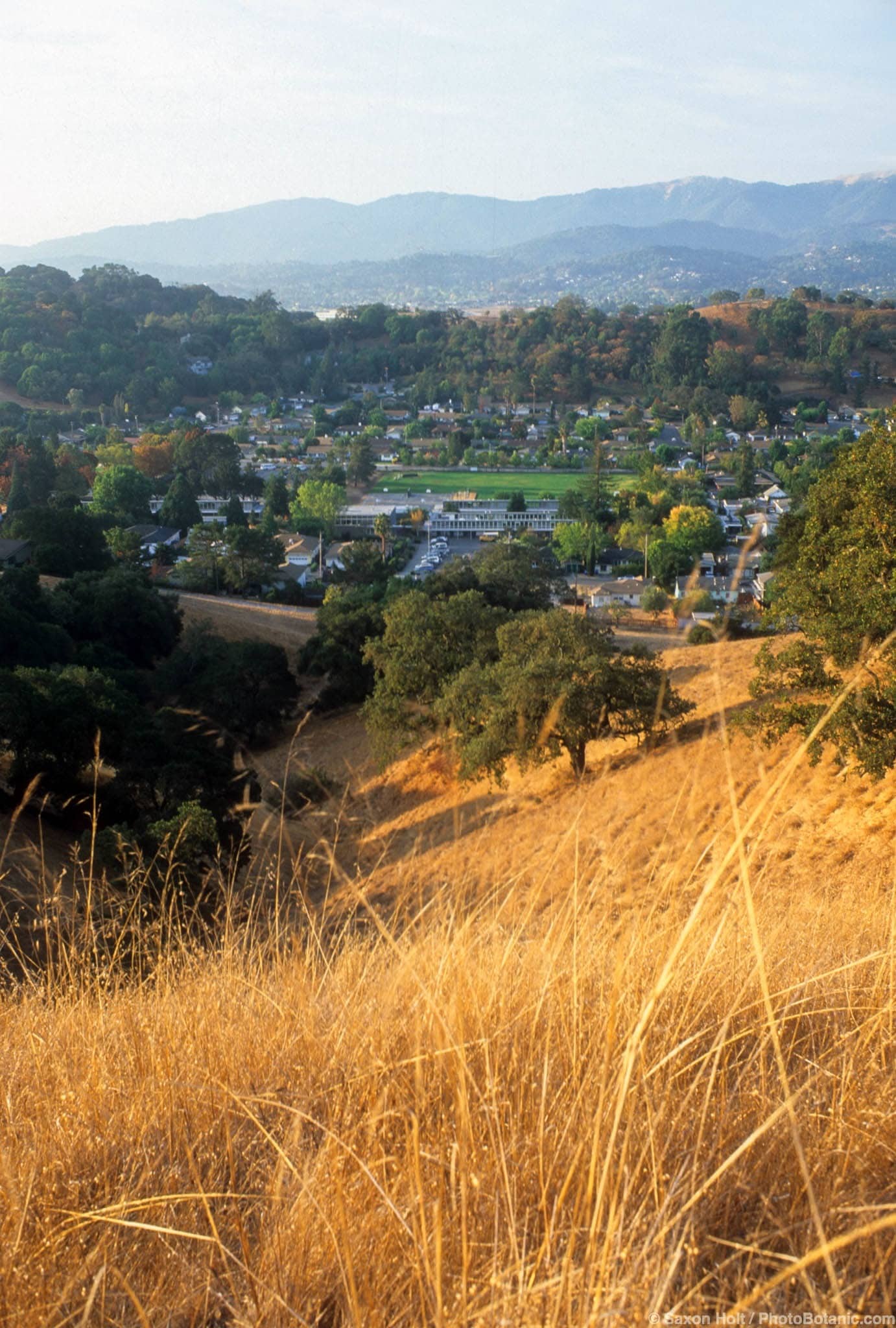 Dry summer grasses in wildlands