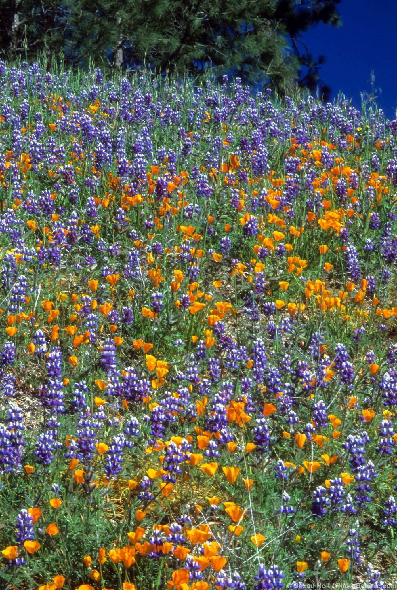 Eschscholzia californica