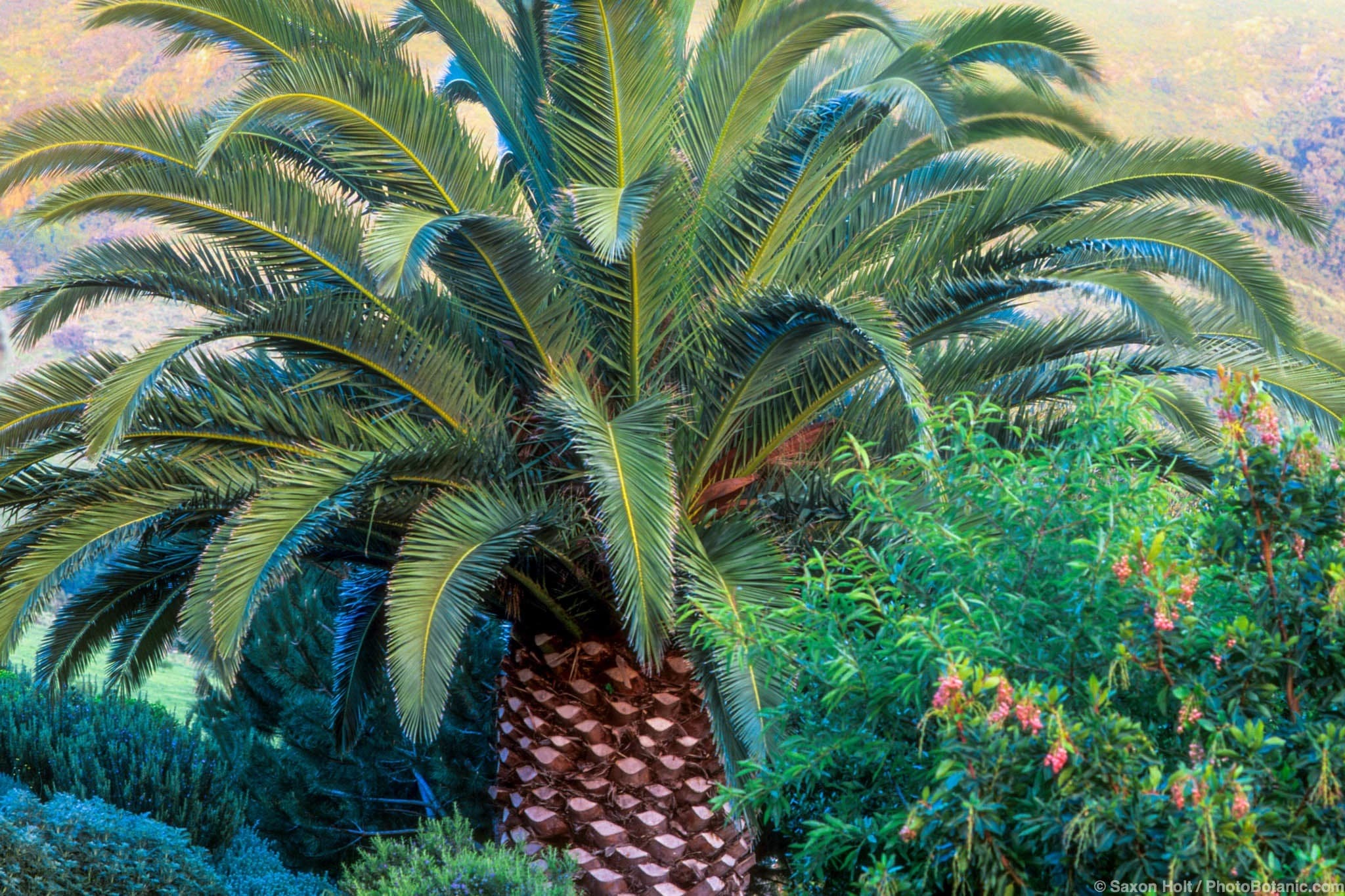 Phoenix canariensis