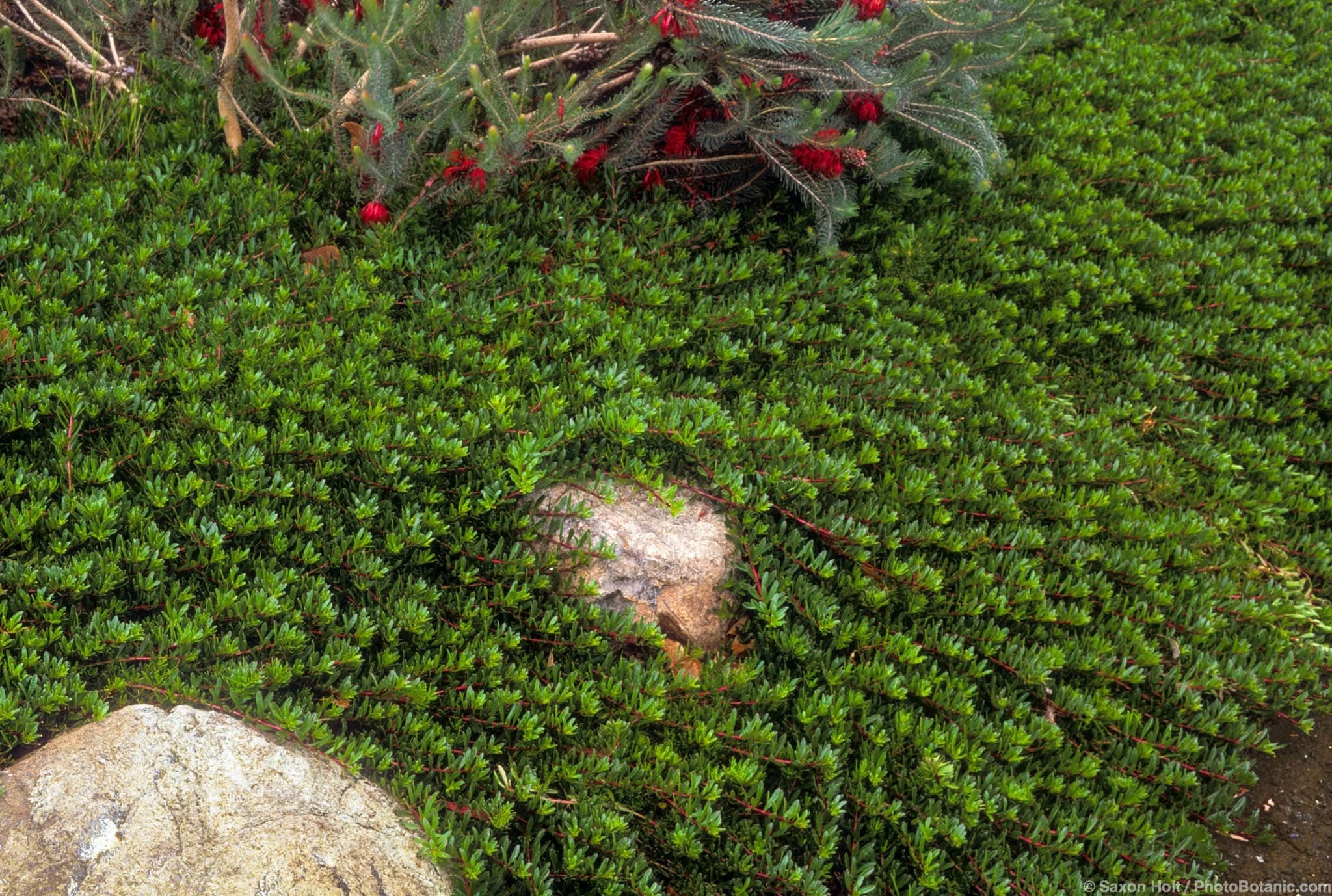 Myoporum parvifolium