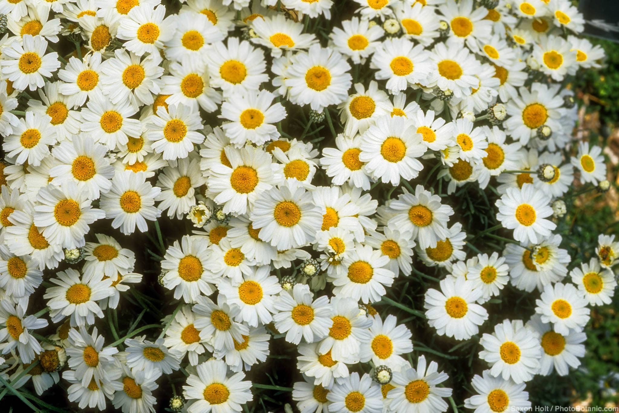 Rhodanthemum hosmariense