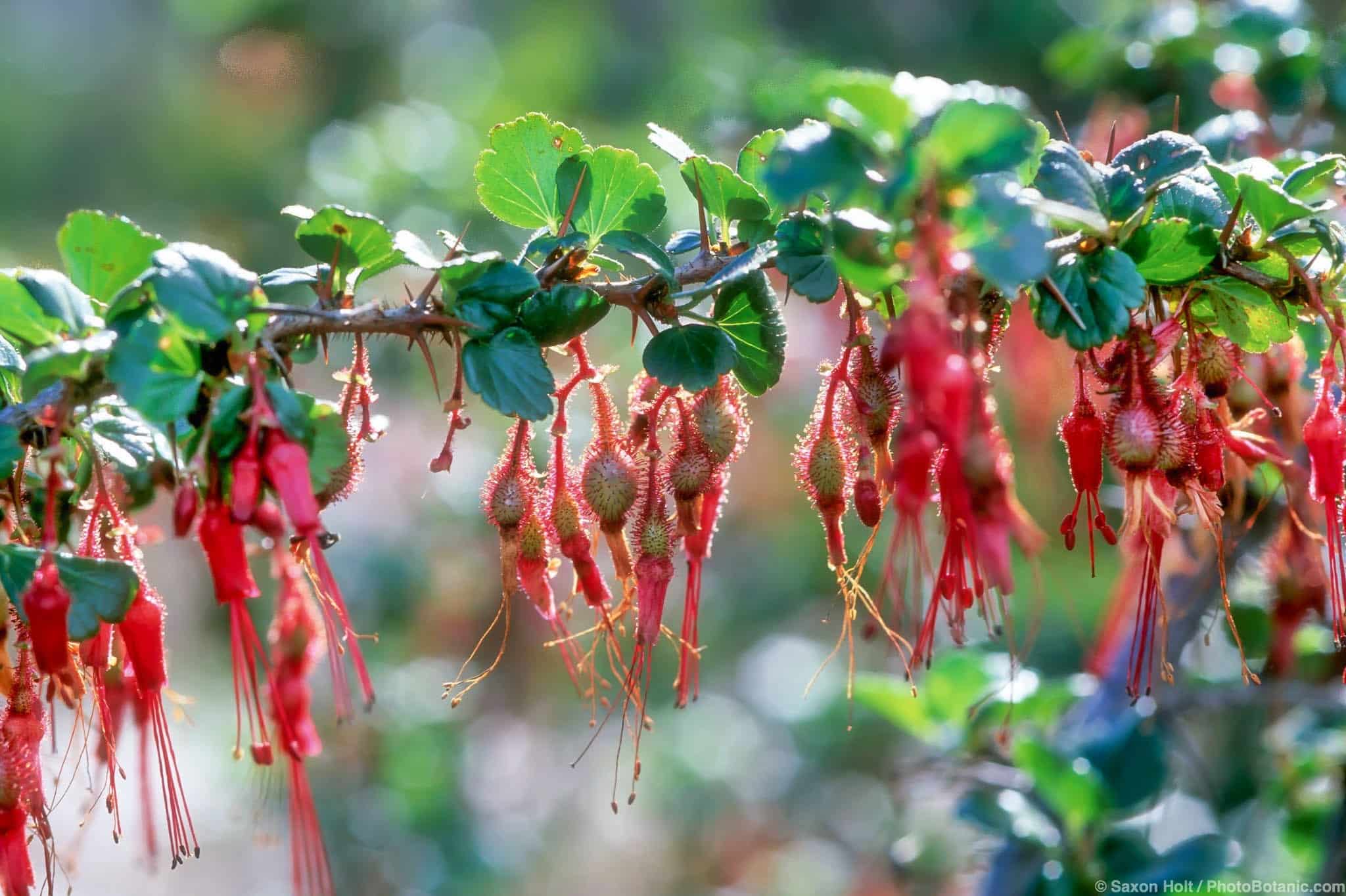 Ribes speciosum