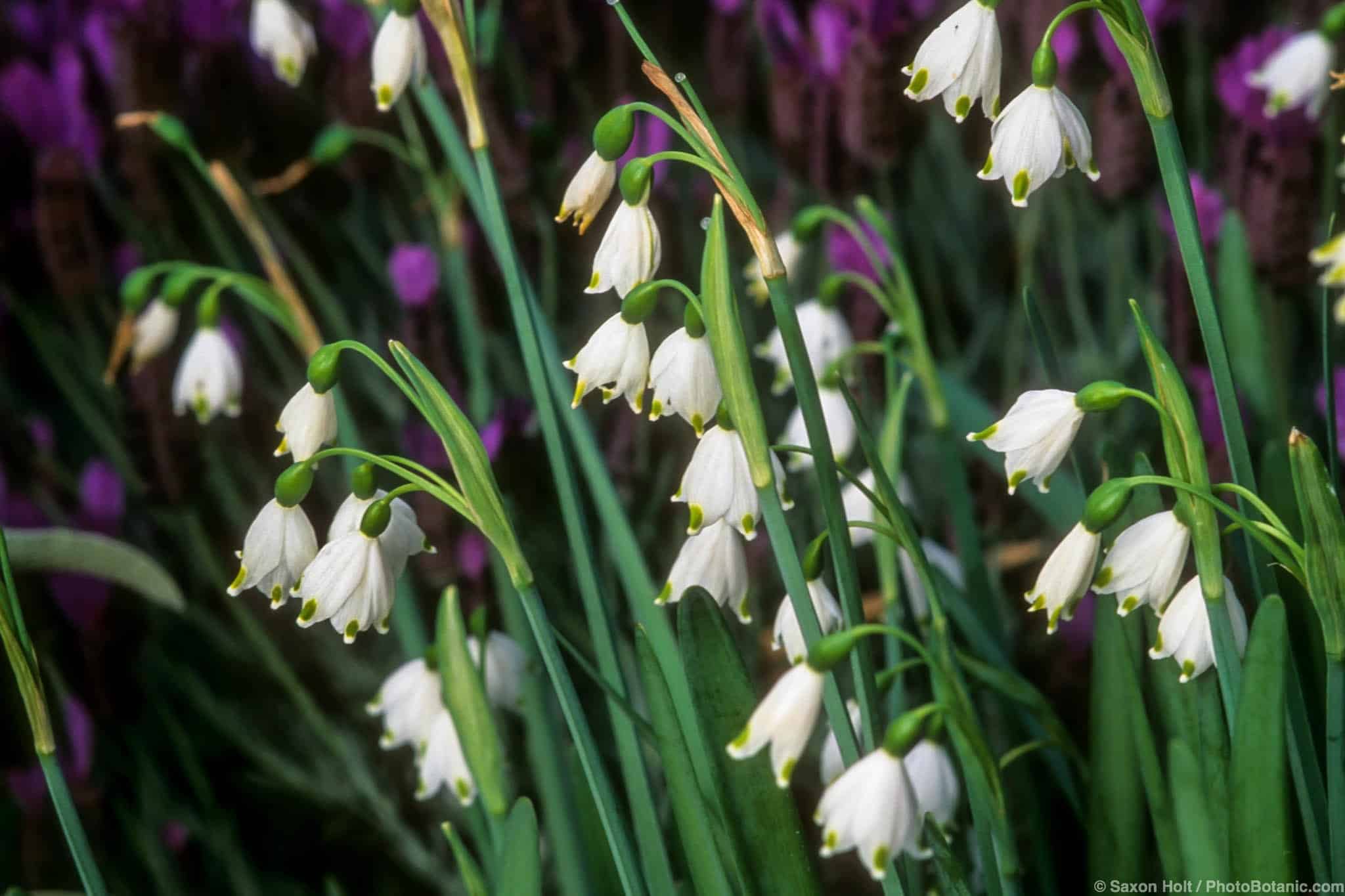 Leucojum aestivum