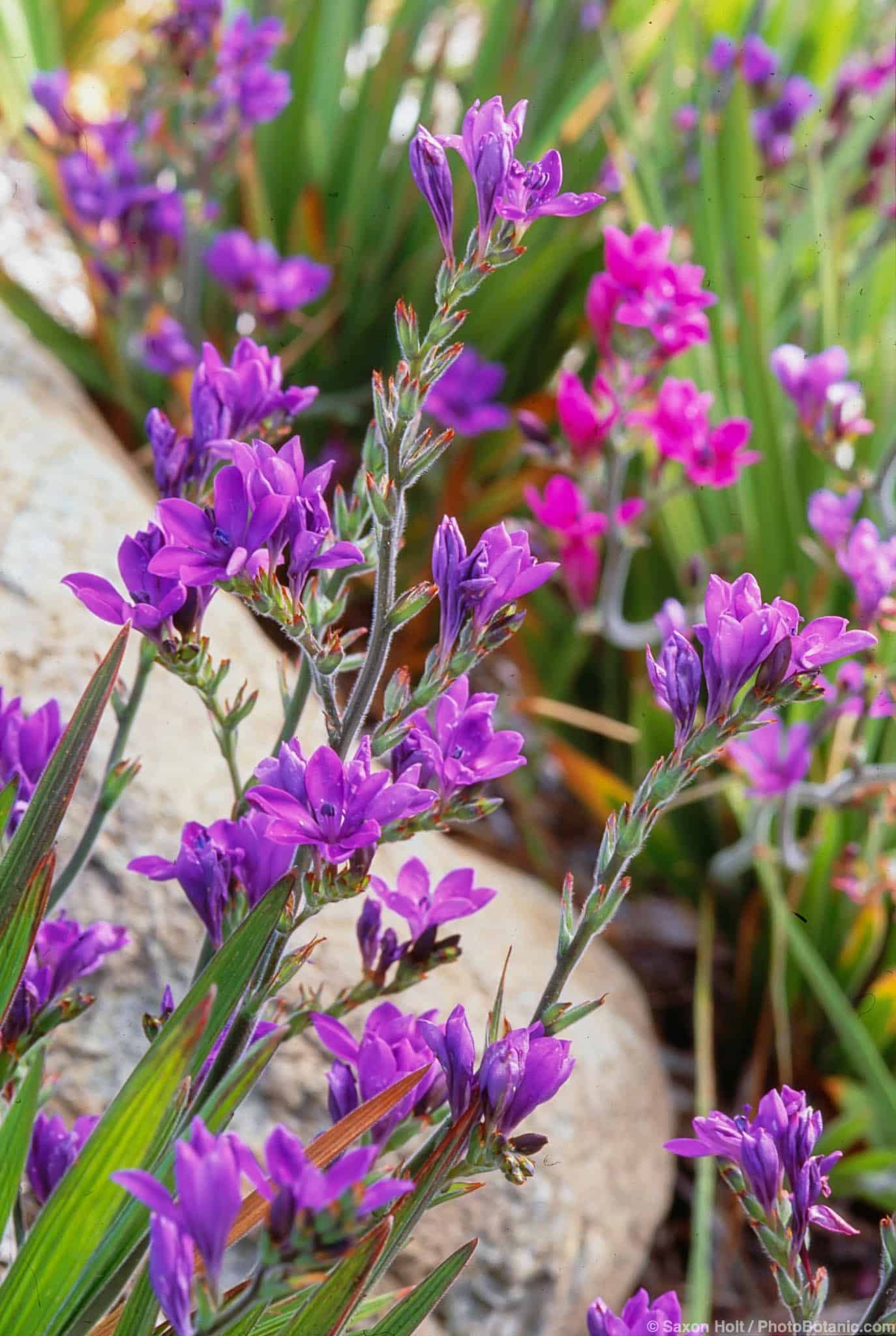 Babiana stricta