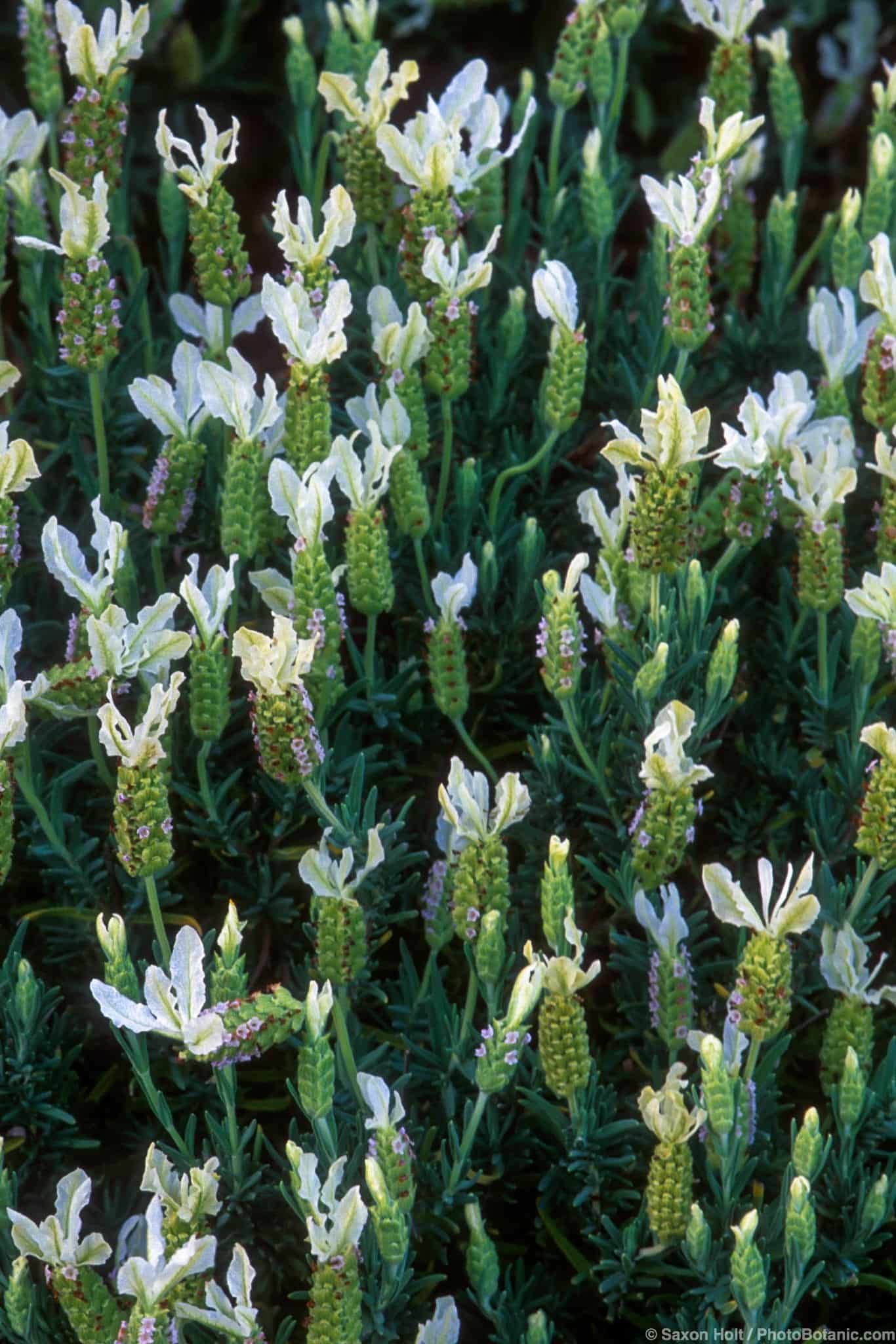 Lavandula stoechas