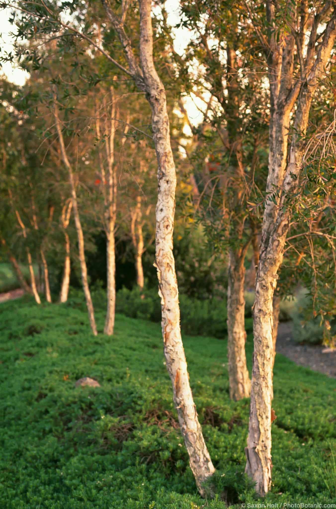 Melaleuca quinquenervia