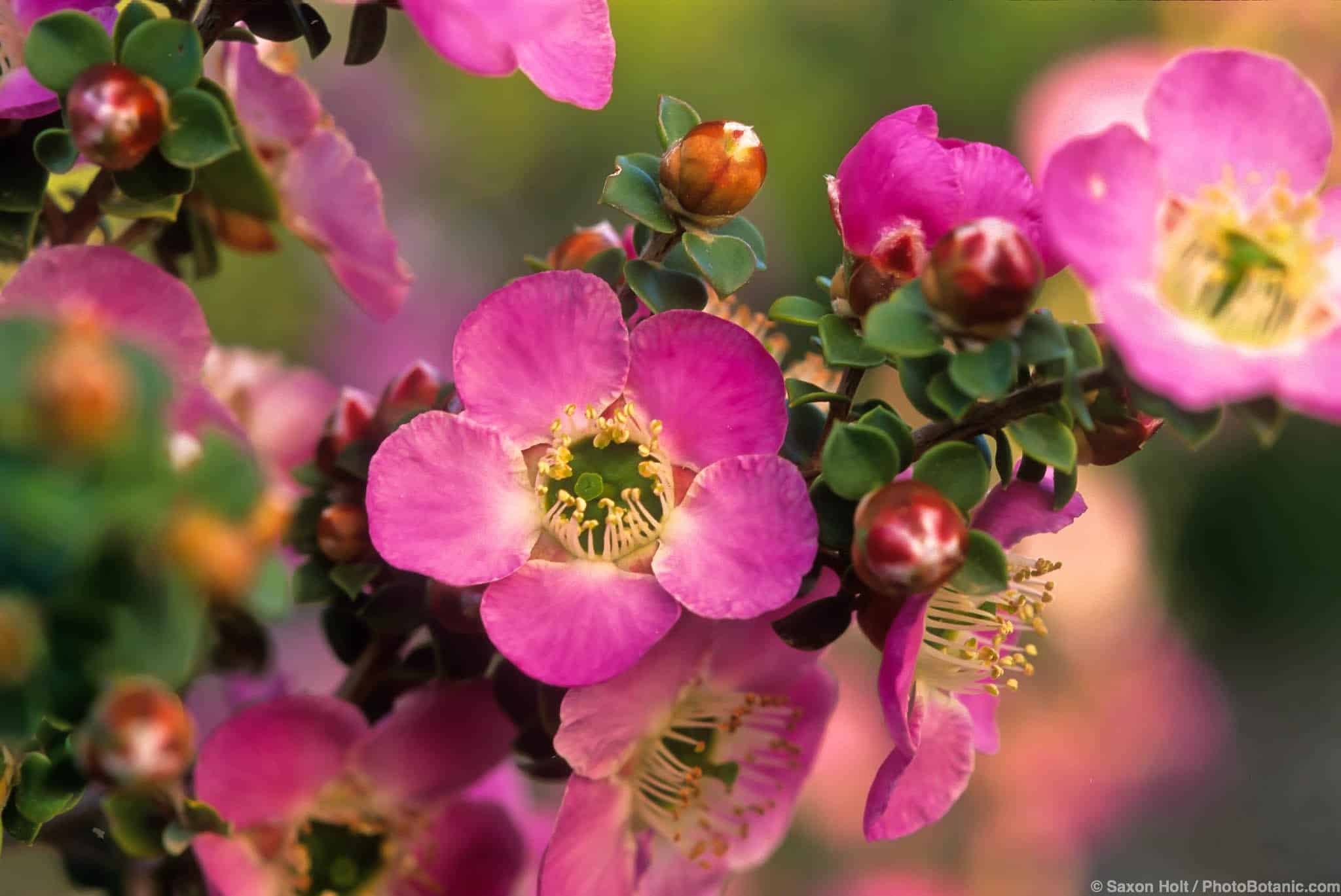 Leptospermum rotundifolium