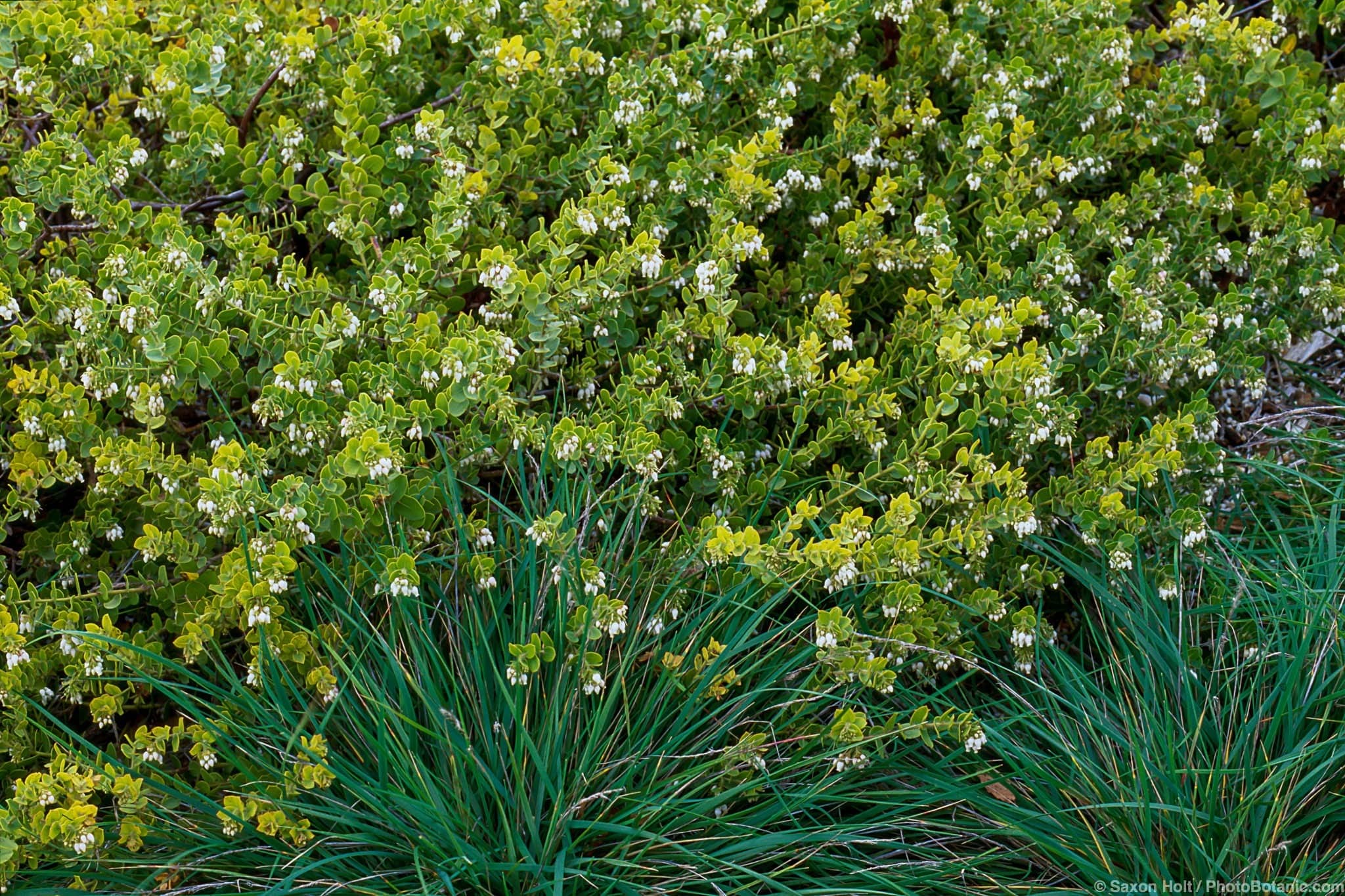 Arctostaphylos purissima