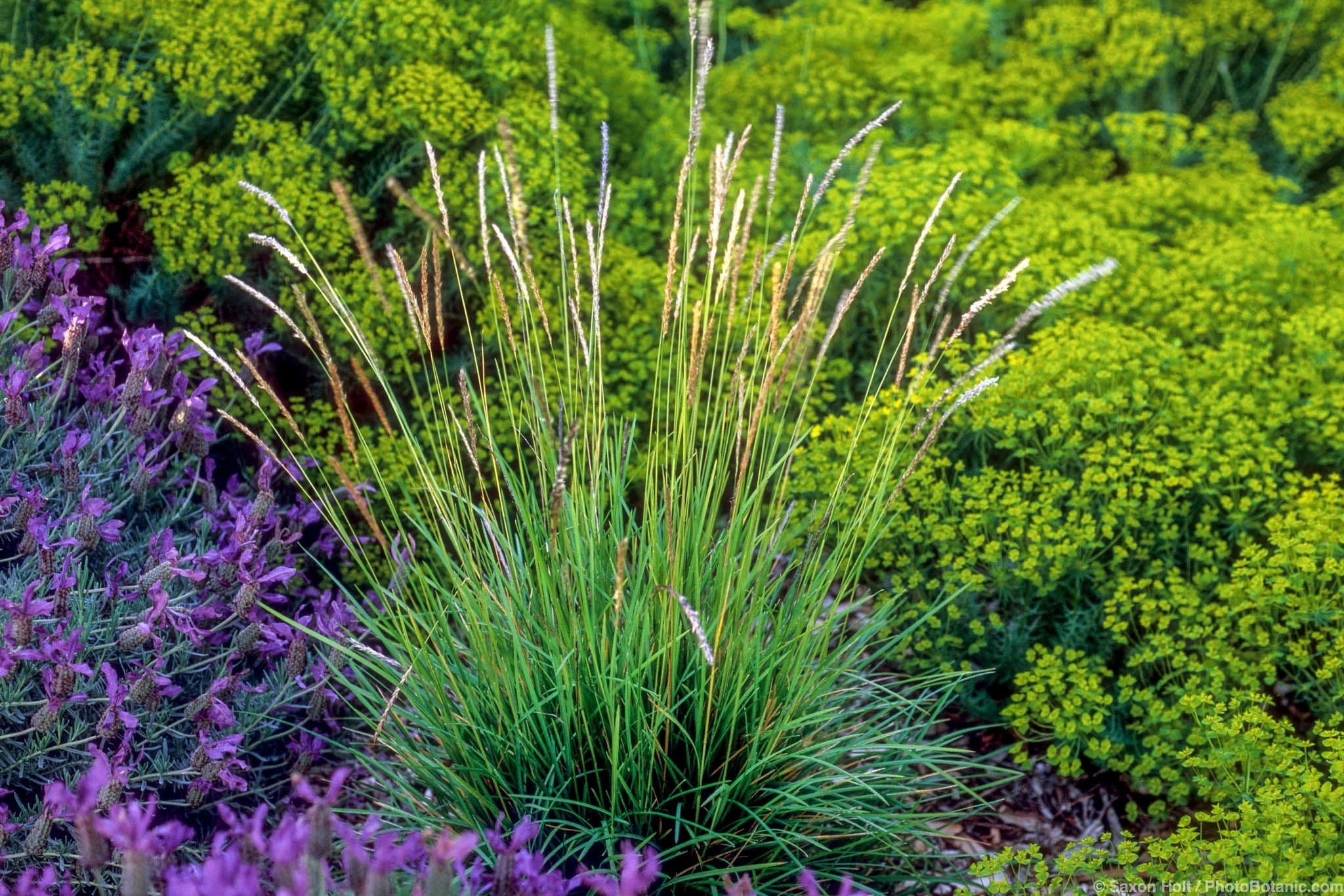 Sesleria autumnalis