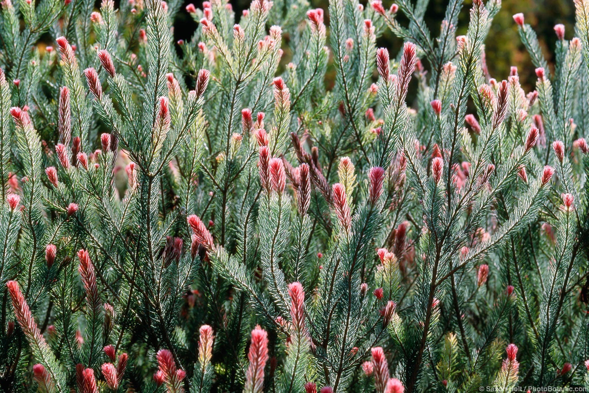 Calothamnus villosus