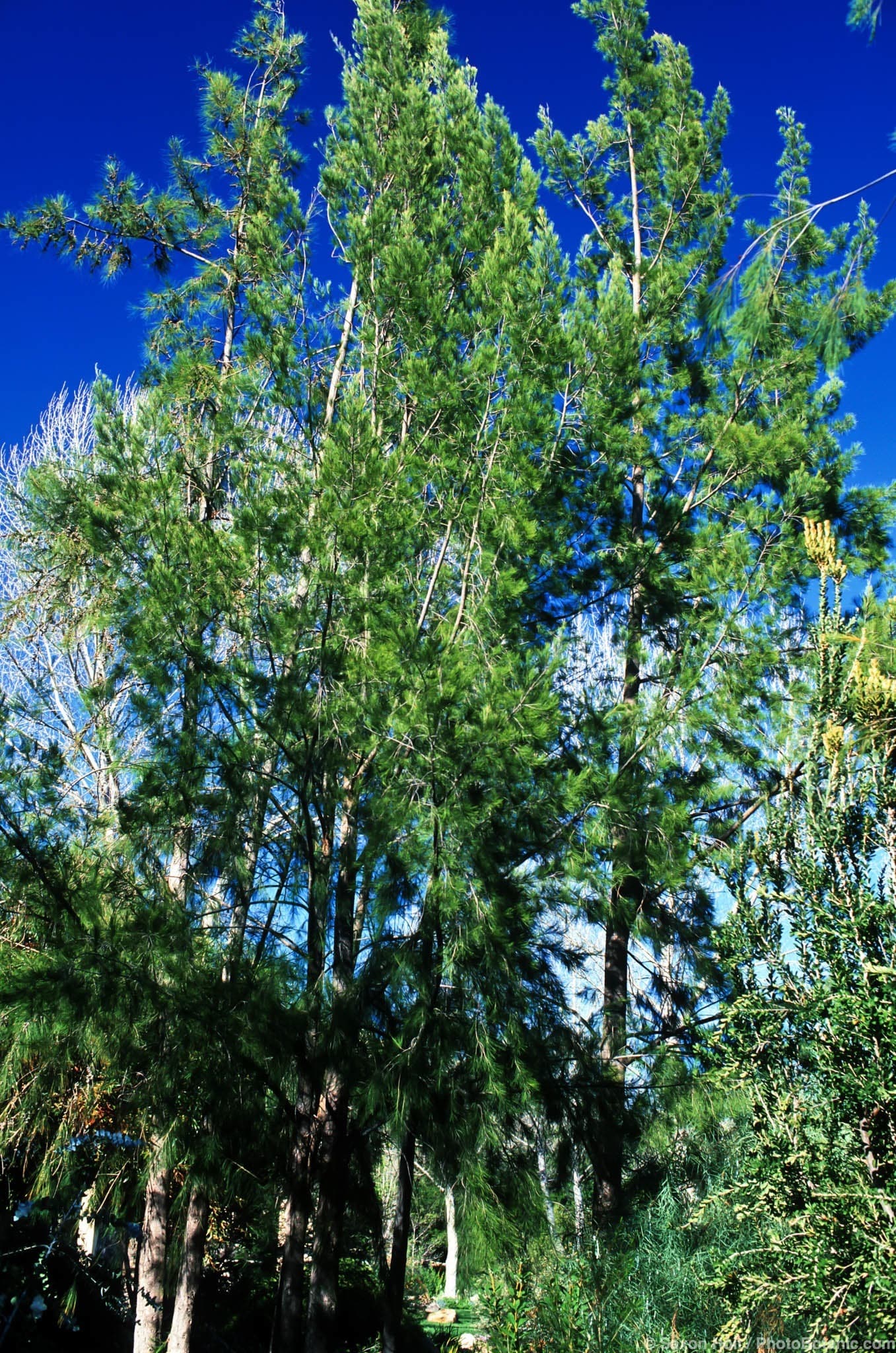 Casuarina littoralis