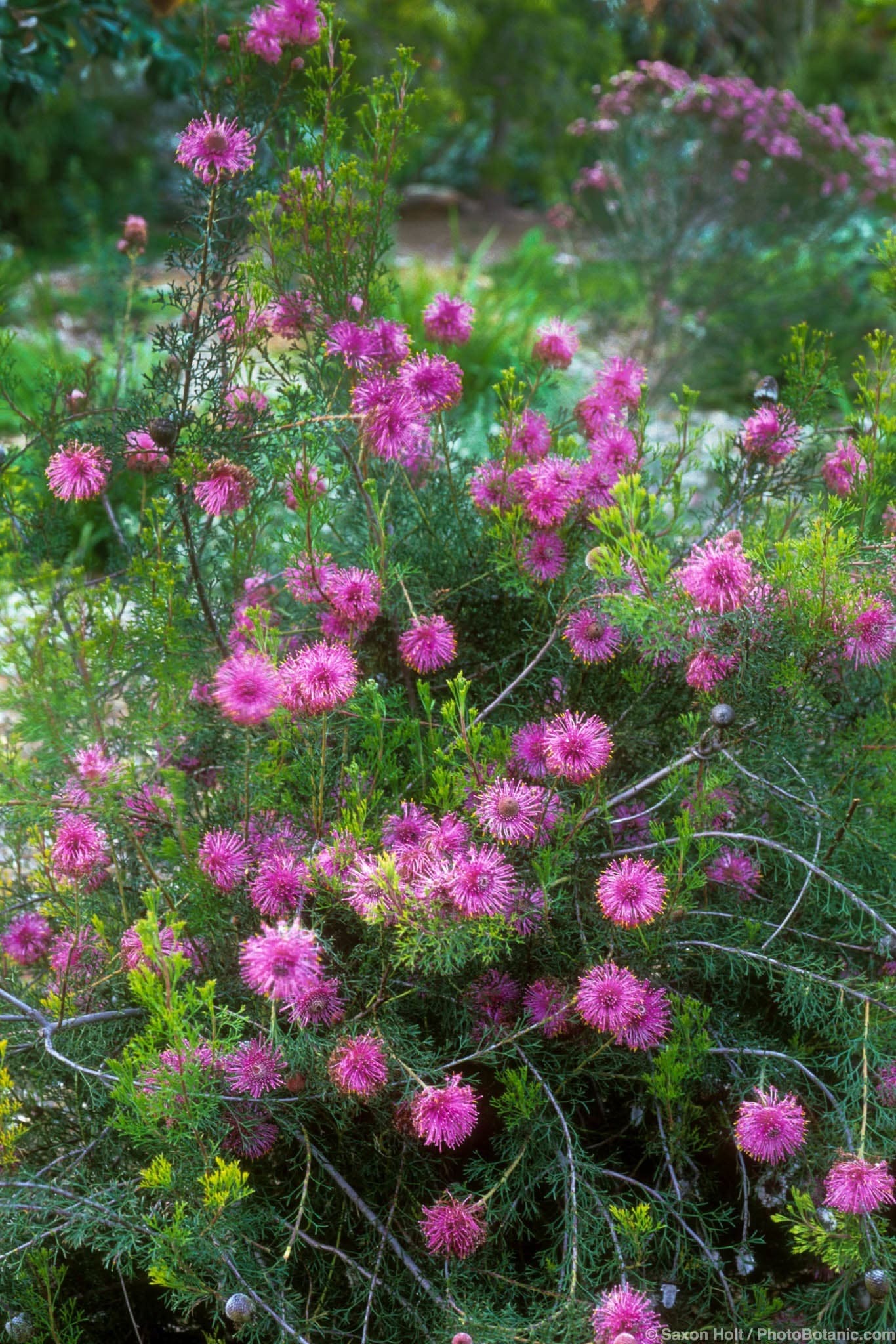 Isopogon formosus