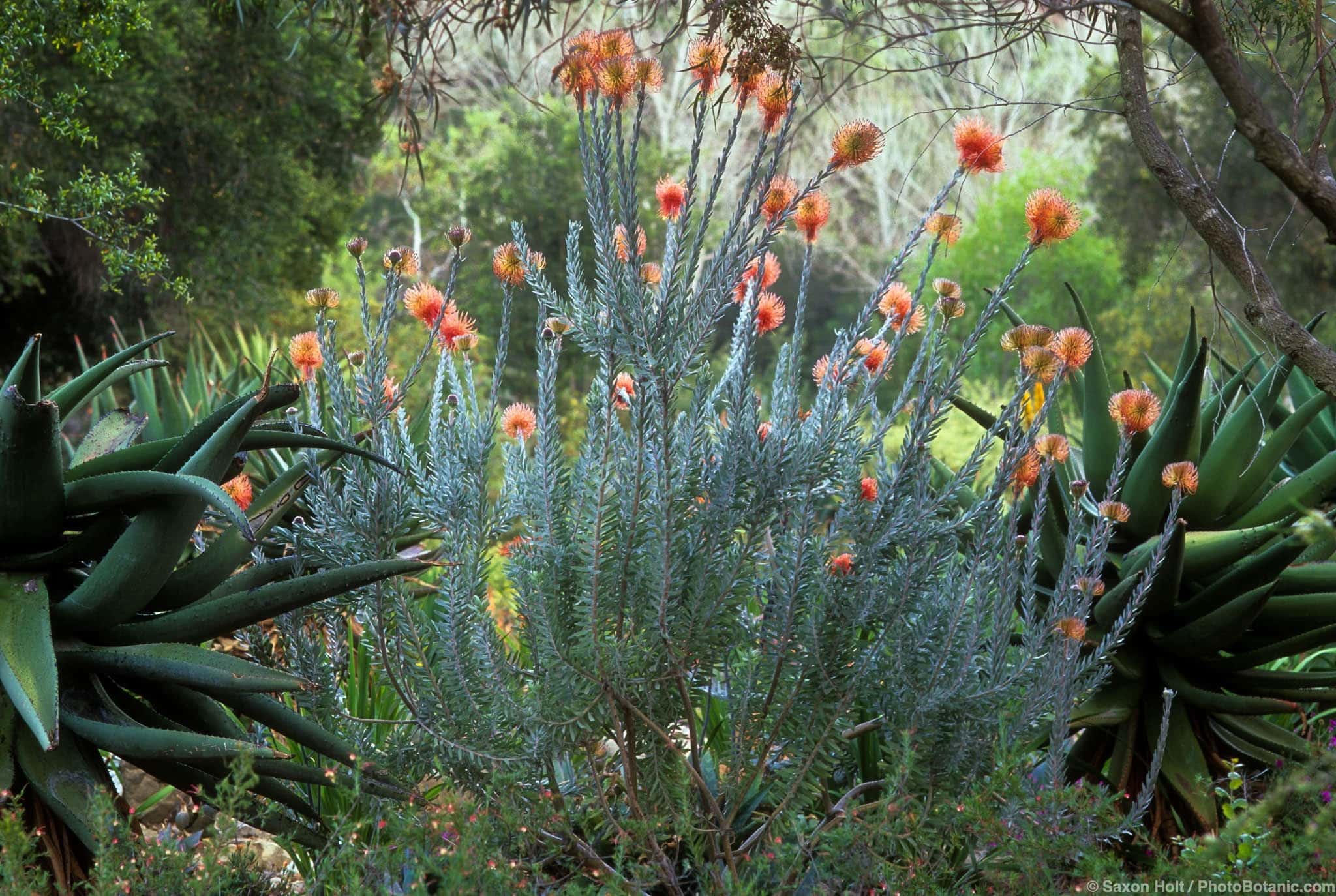 Leucospermum reflexum