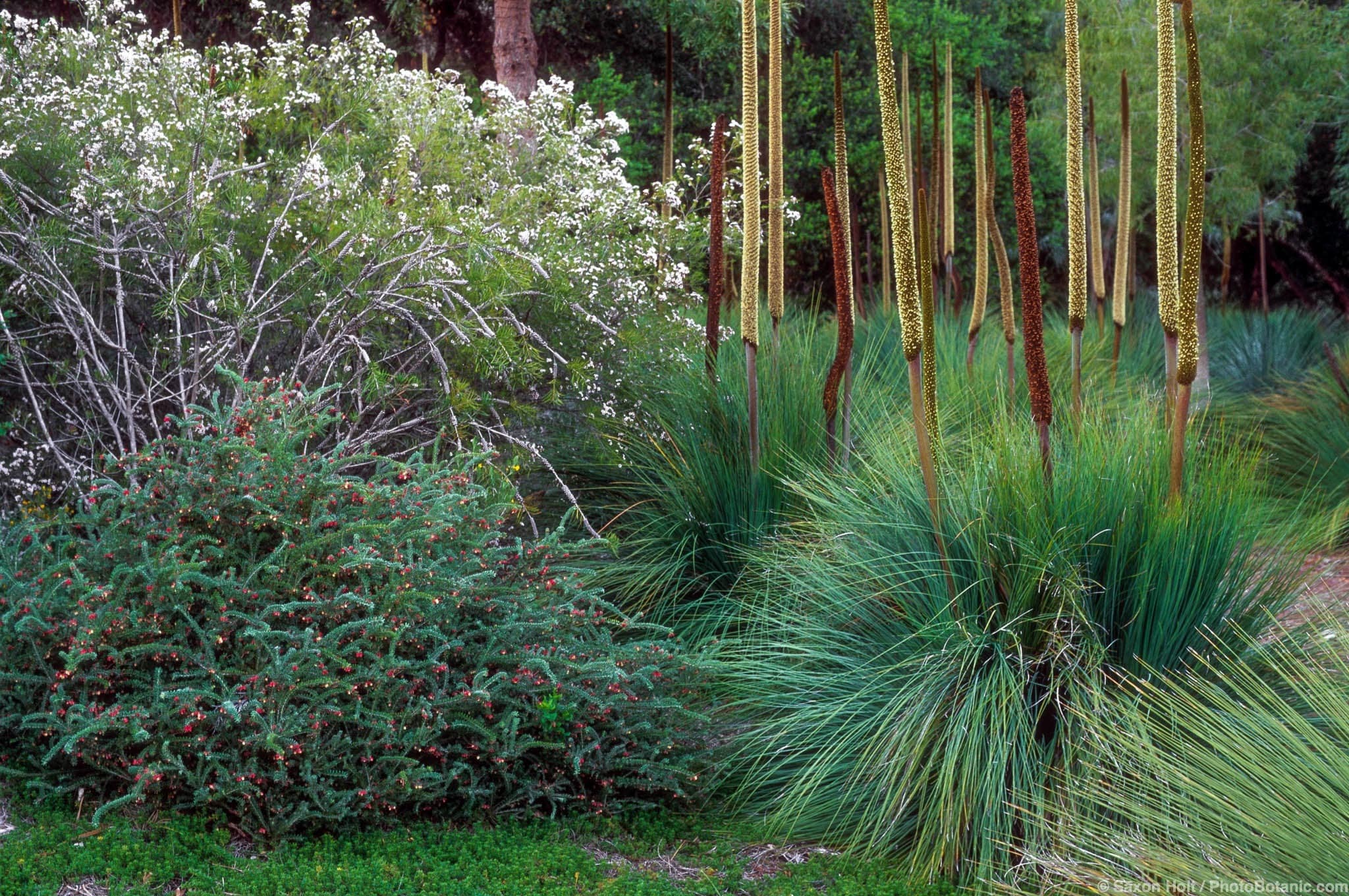 Chamelaucium ‘Lady Stephanie’, Grevillea lanigera, Xanthorrhoea preissii