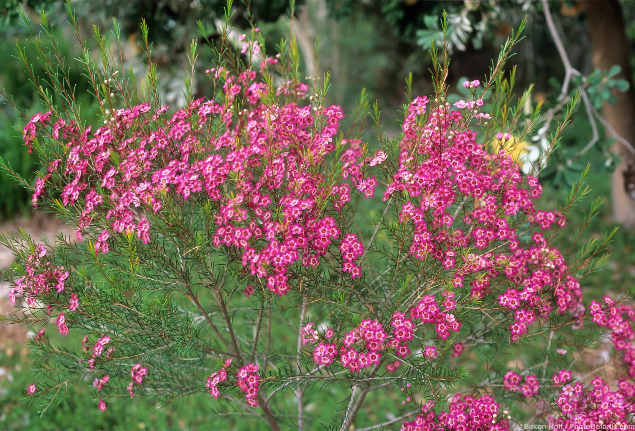 Chamelaucium uncinatum