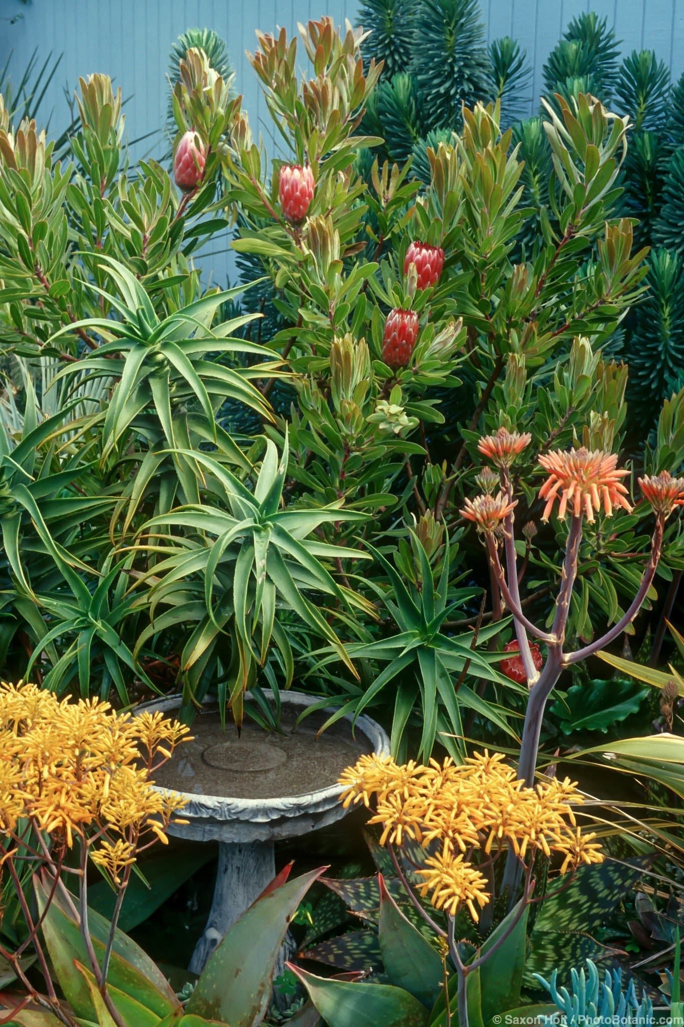 Aloe buhri, Aloe saponaria, Aloe striatula, and Protea