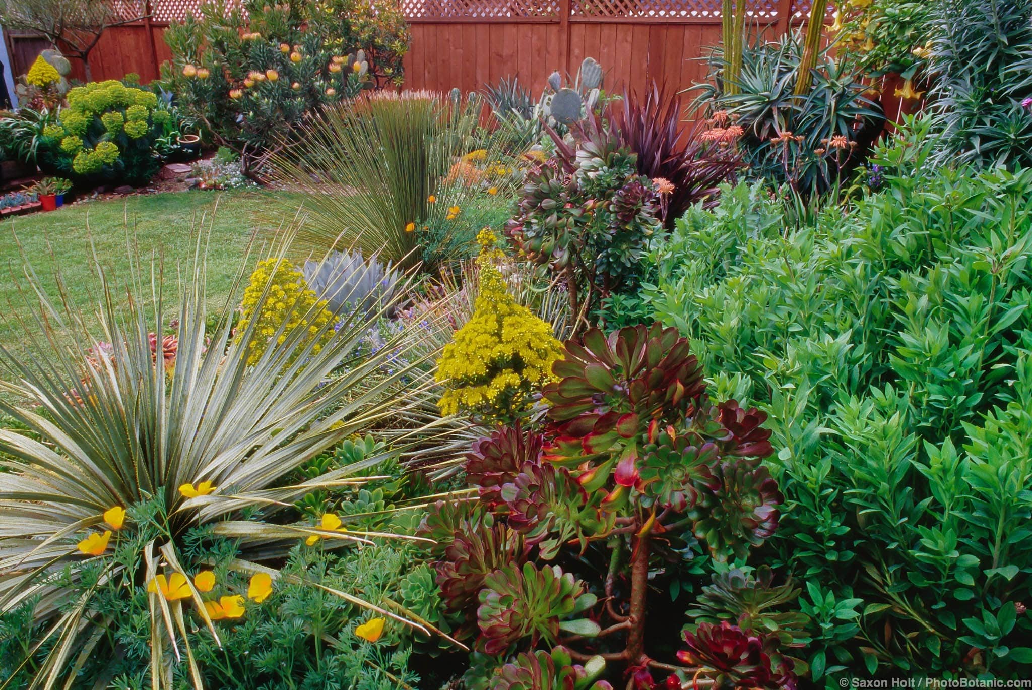 Aeonium arboreum