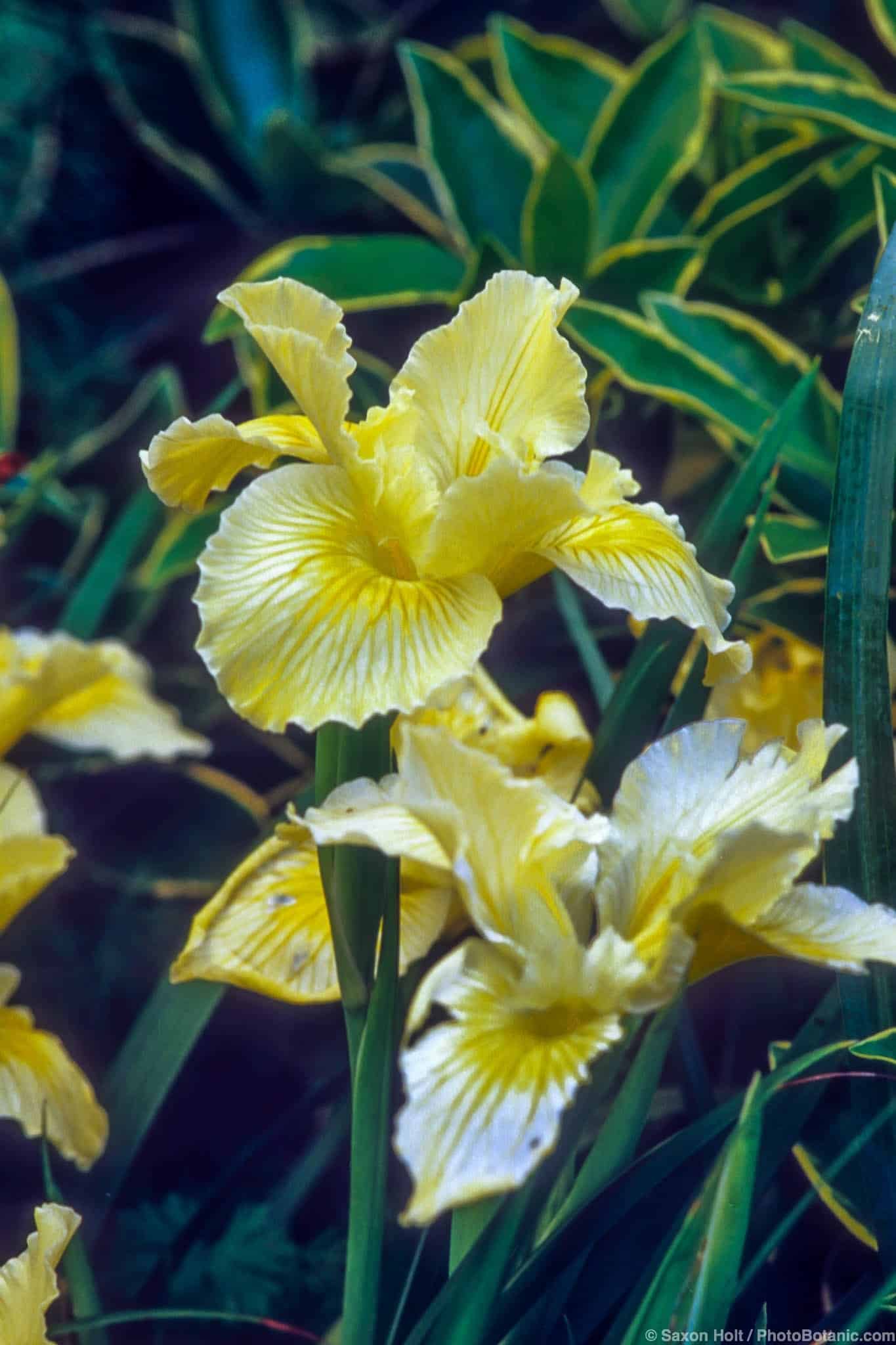 Iris douglasiana