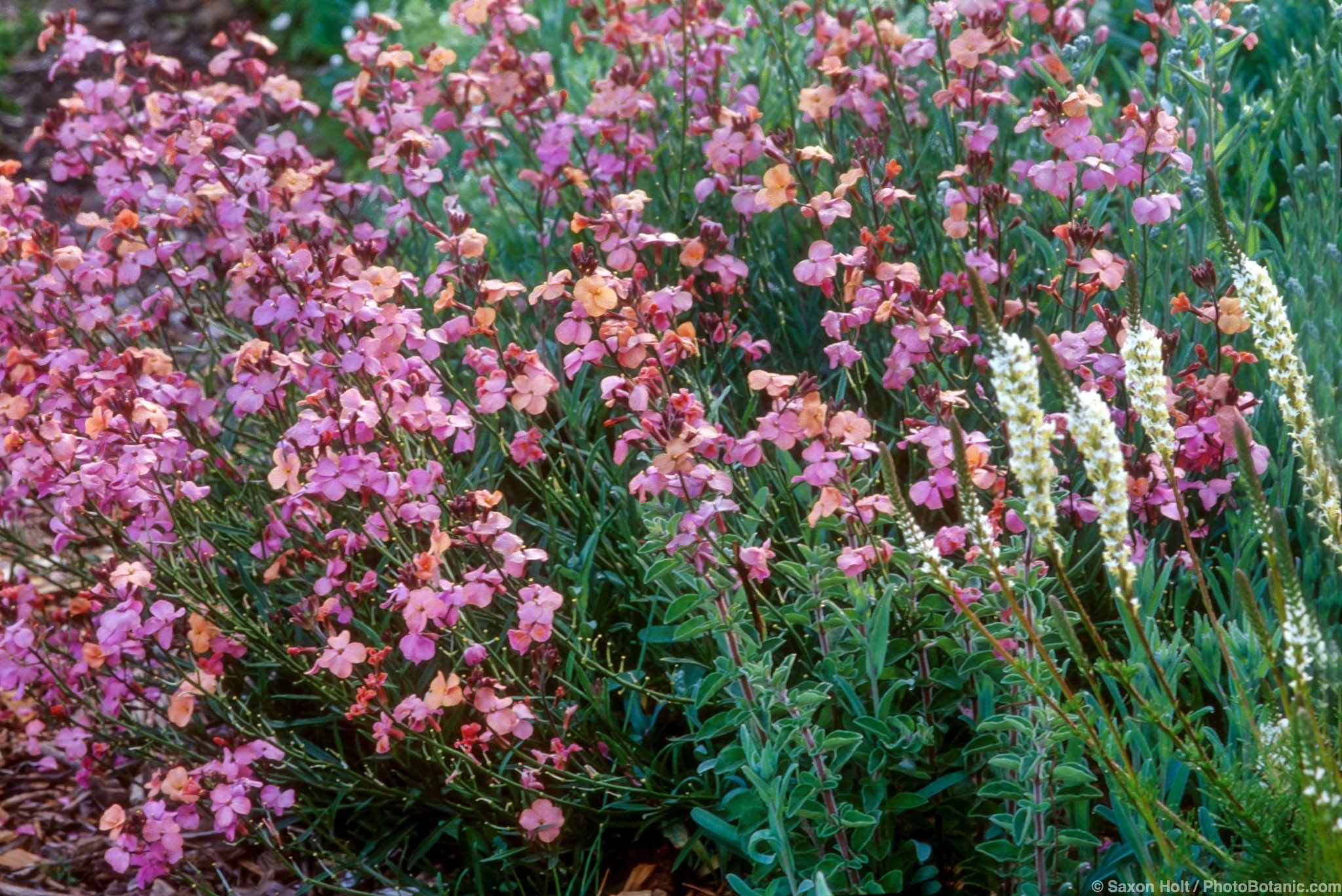 Erysimum linifolium