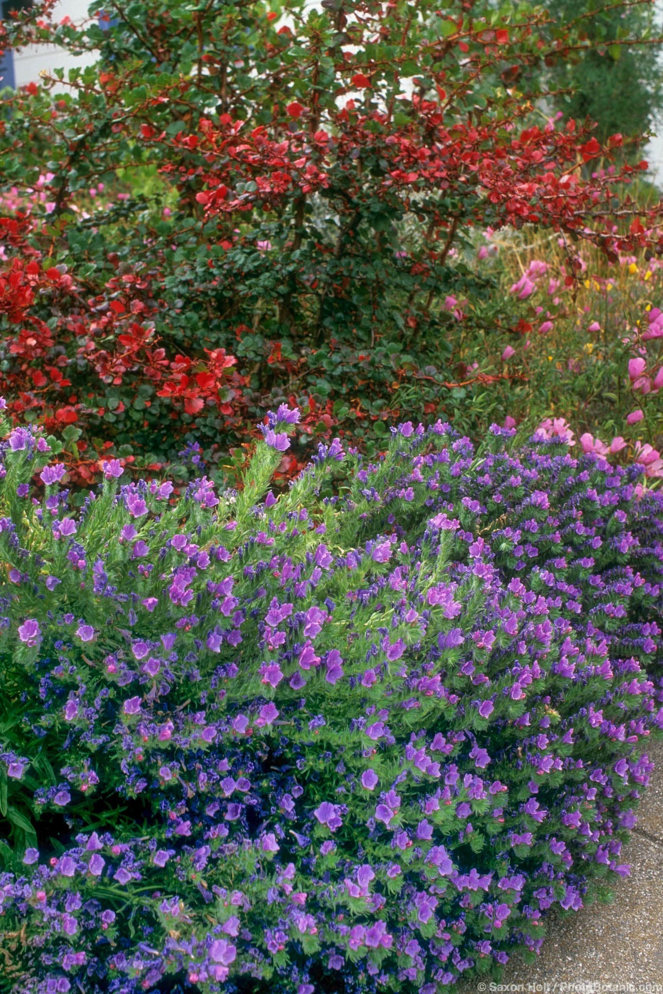 Echium plantagineum