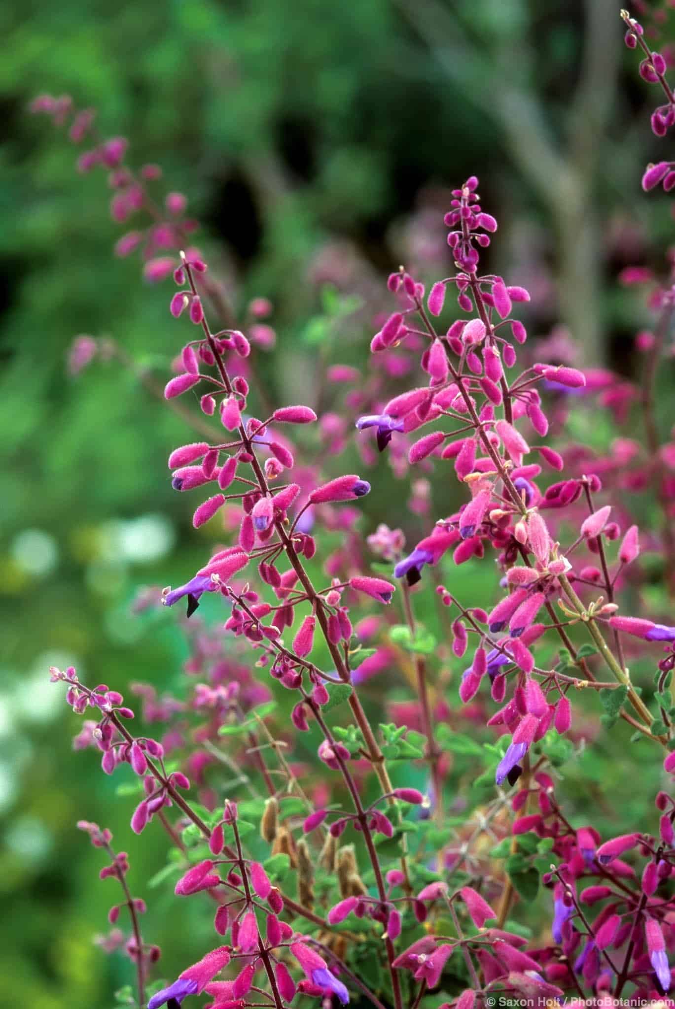 Salvia semiatrata