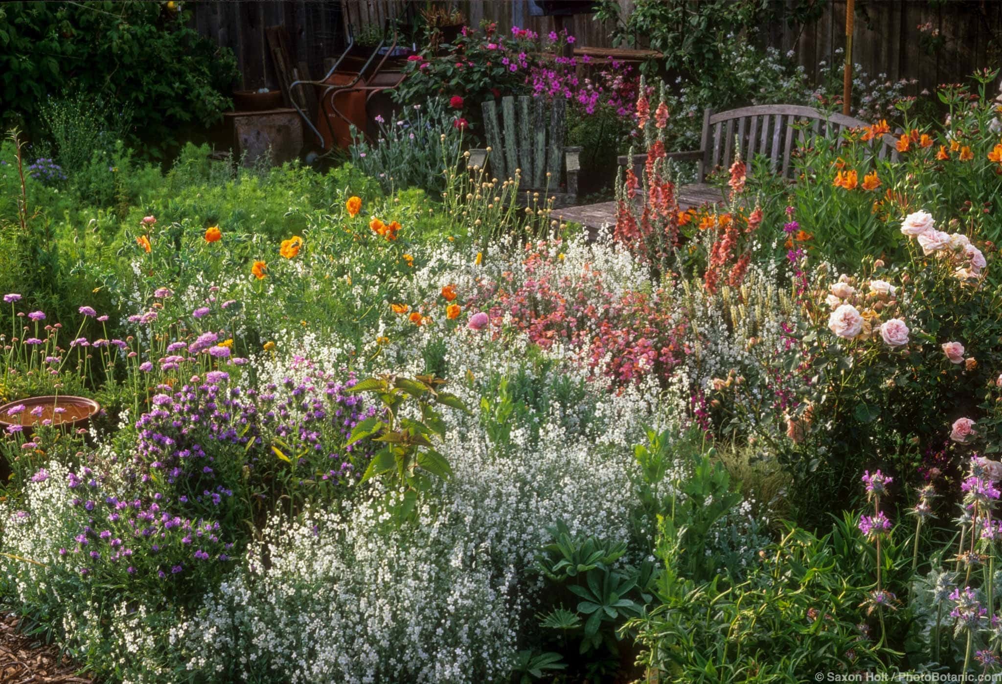 Annual flowers