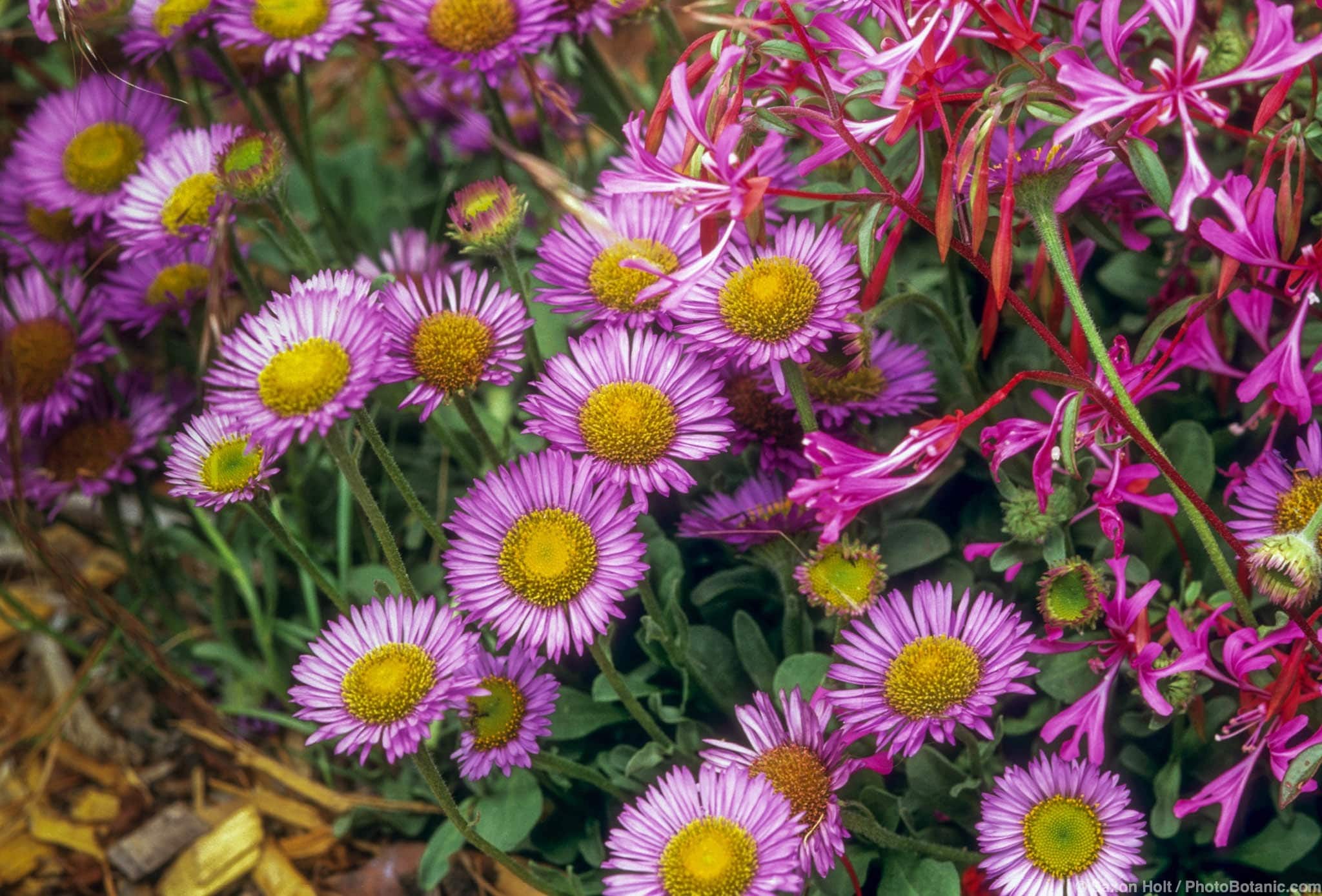 Erigeron glaucus