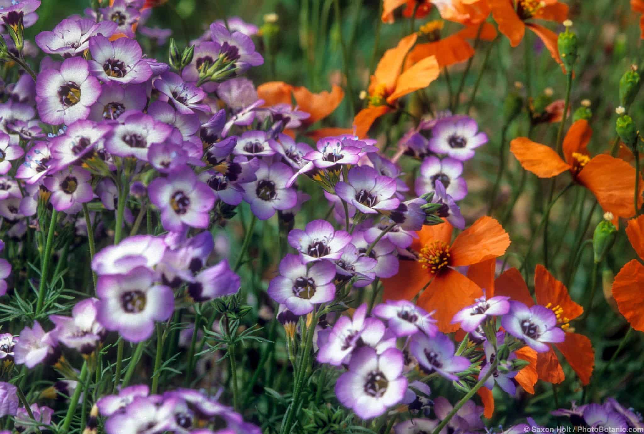 Gilia tricolor