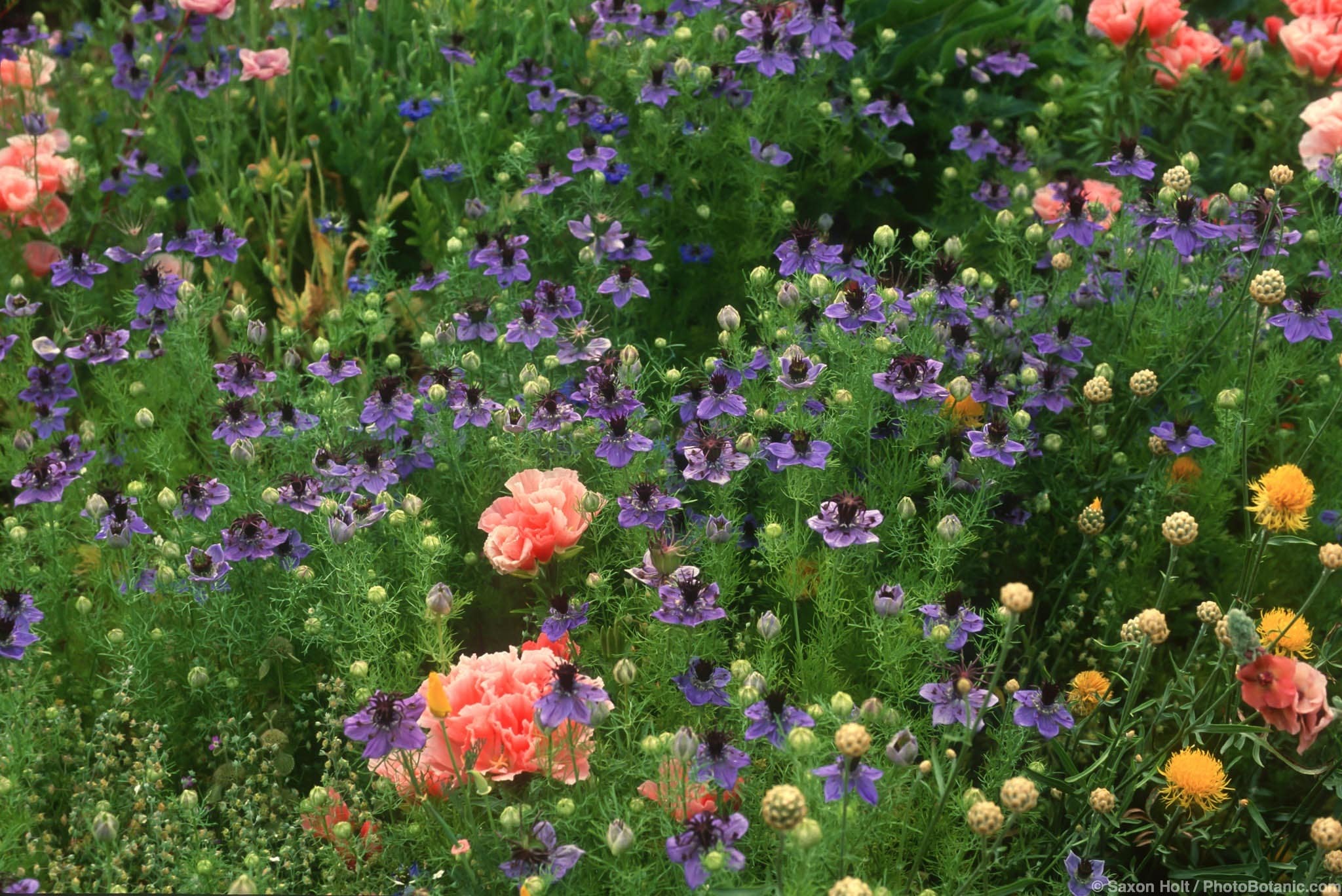 Nigella hispanica