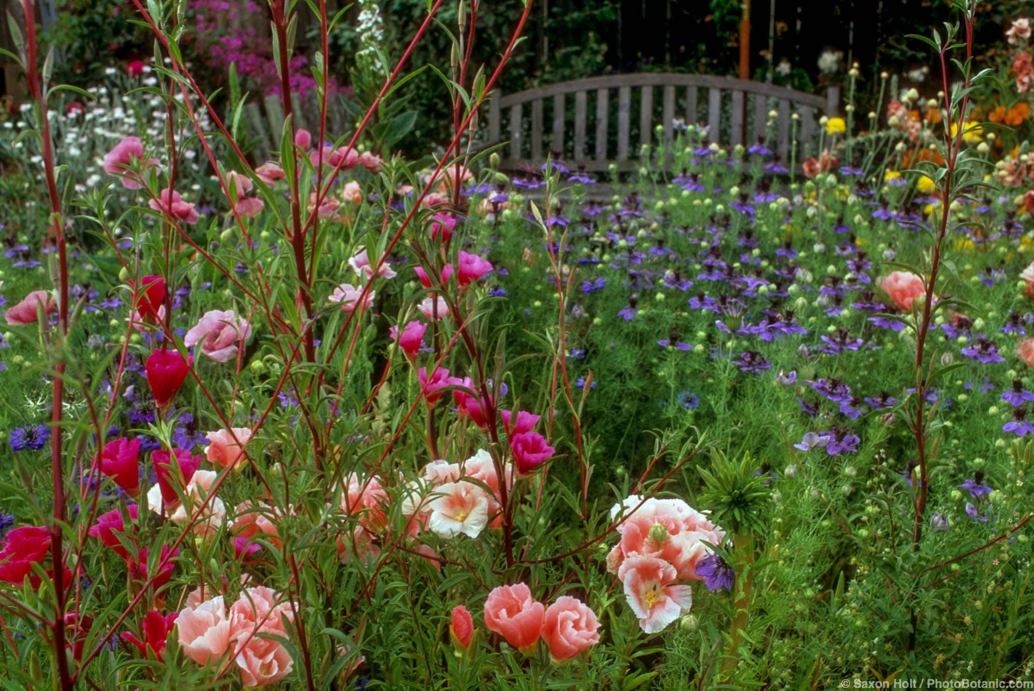 Clarkia and Nigella