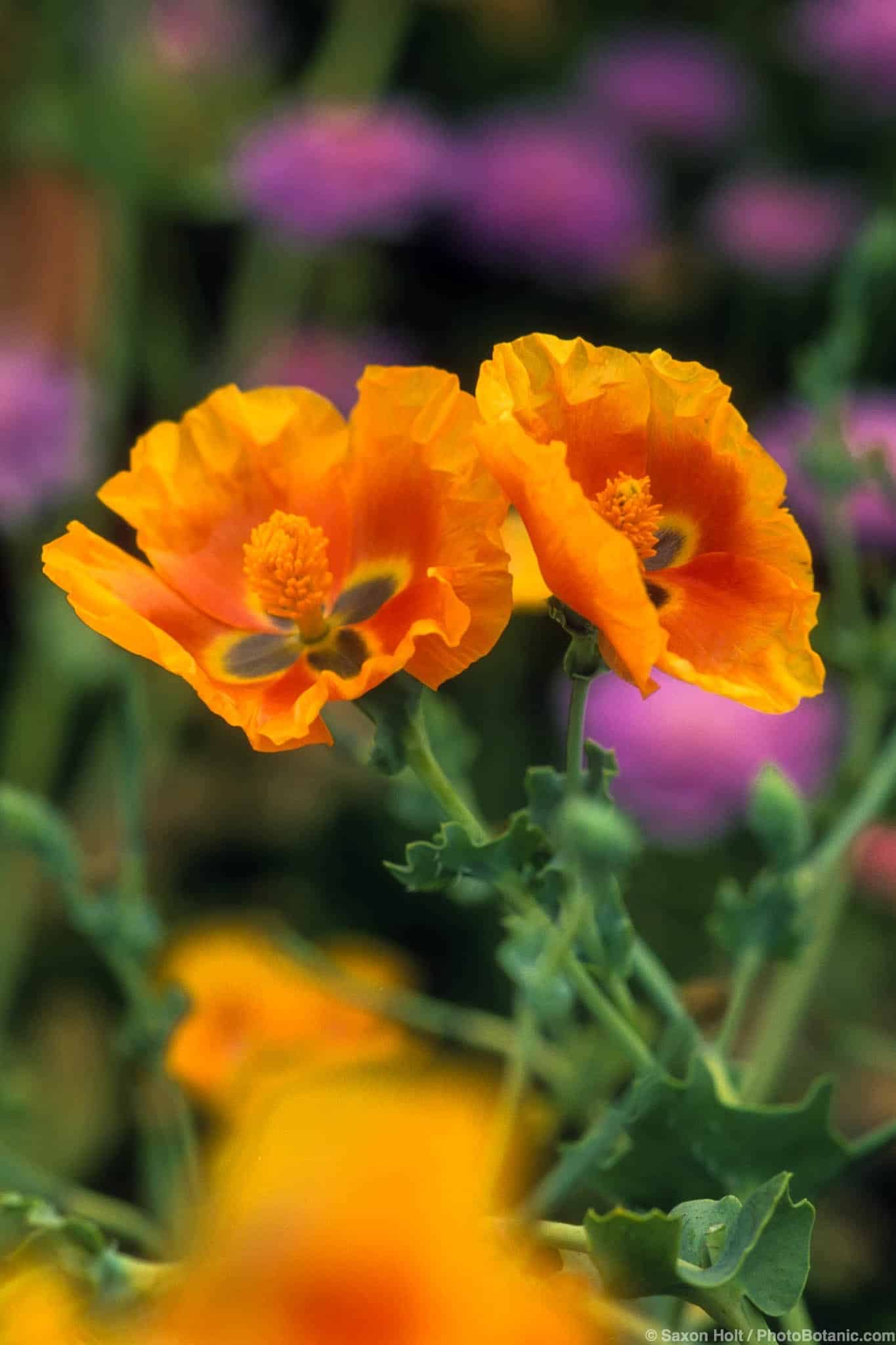 Glaucium grandiflorum